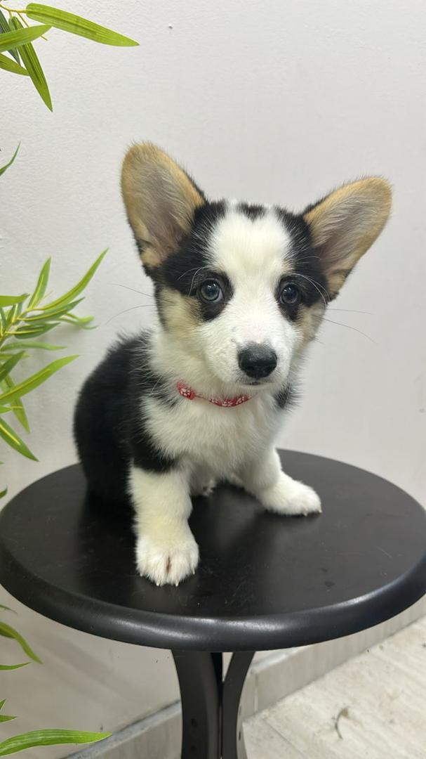 Corgi（柯基犬） Dog 2