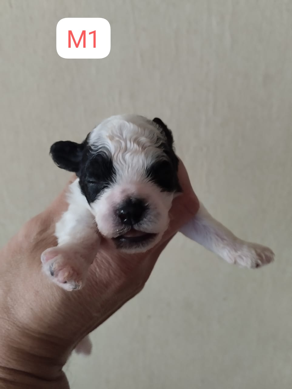 Poochon(泰迪熊) Dog