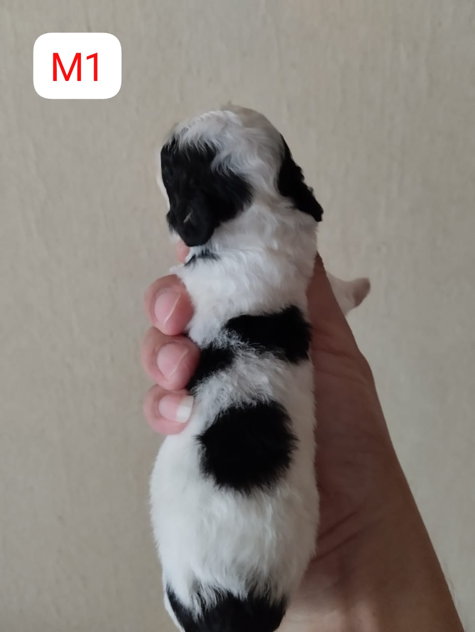 Poochon（泰迪熊） Dog 2