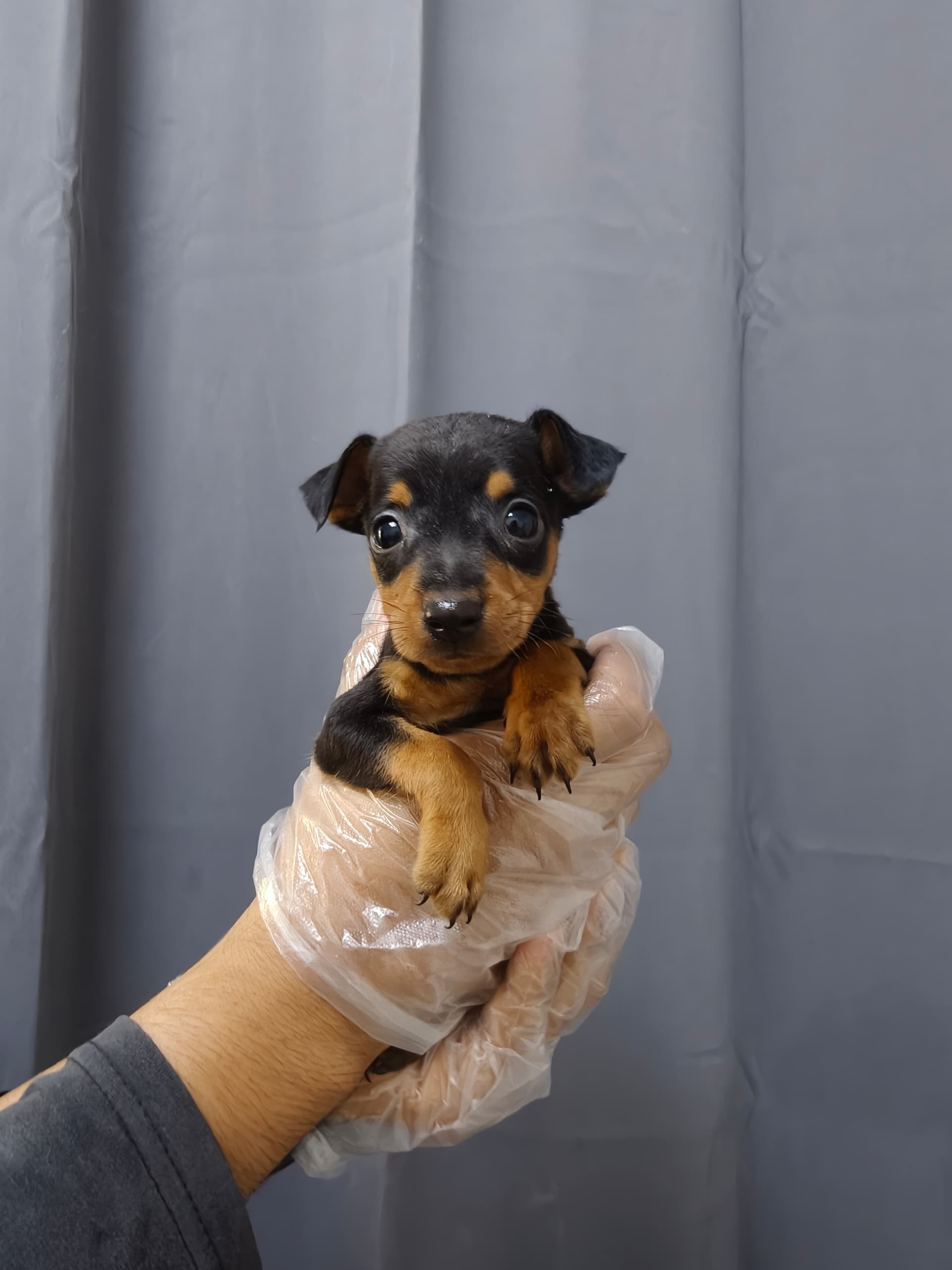 Mini Pincher (杜宾犬) Dog