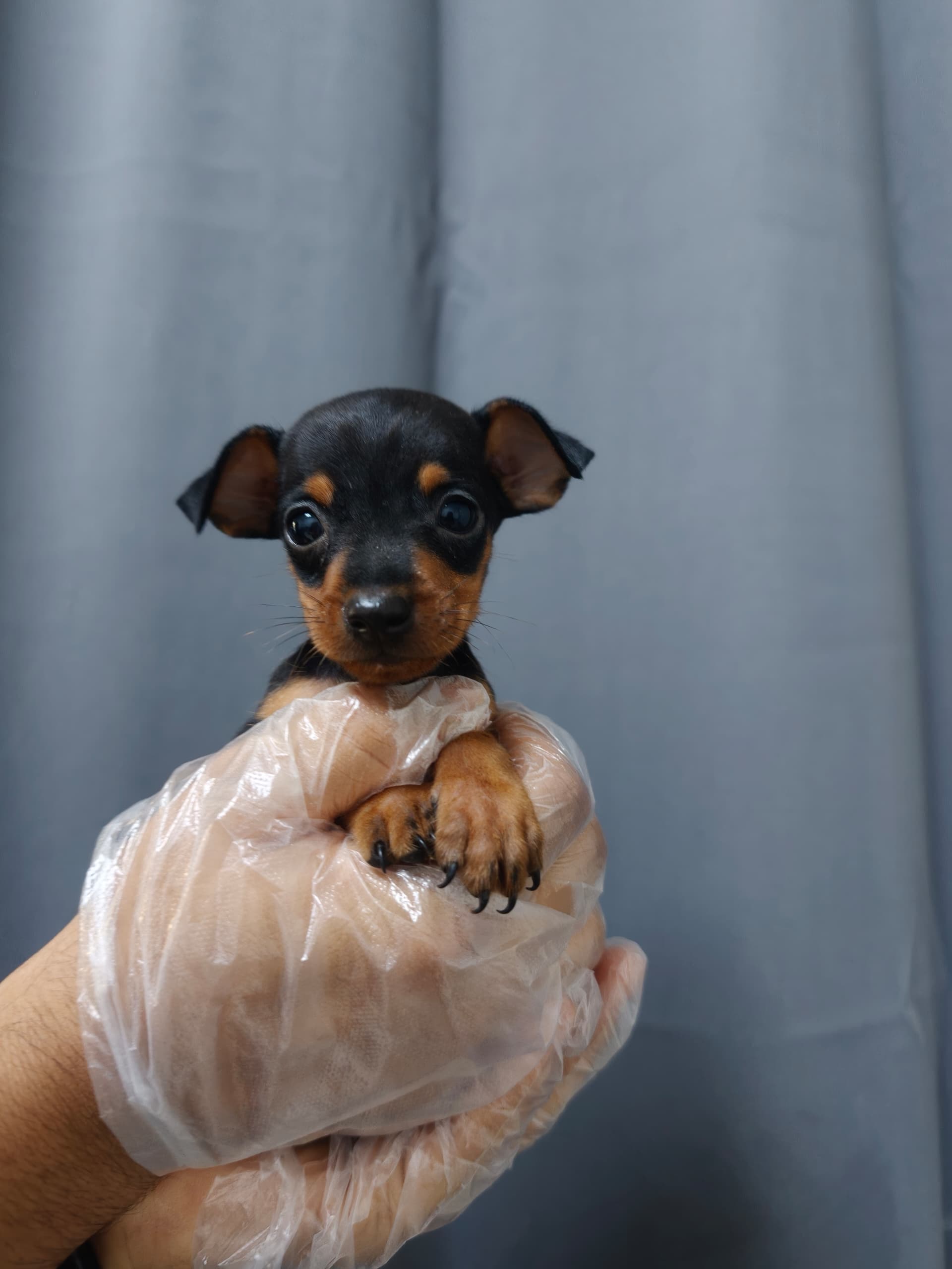 Mini Pincher （杜宾犬） Dog 3