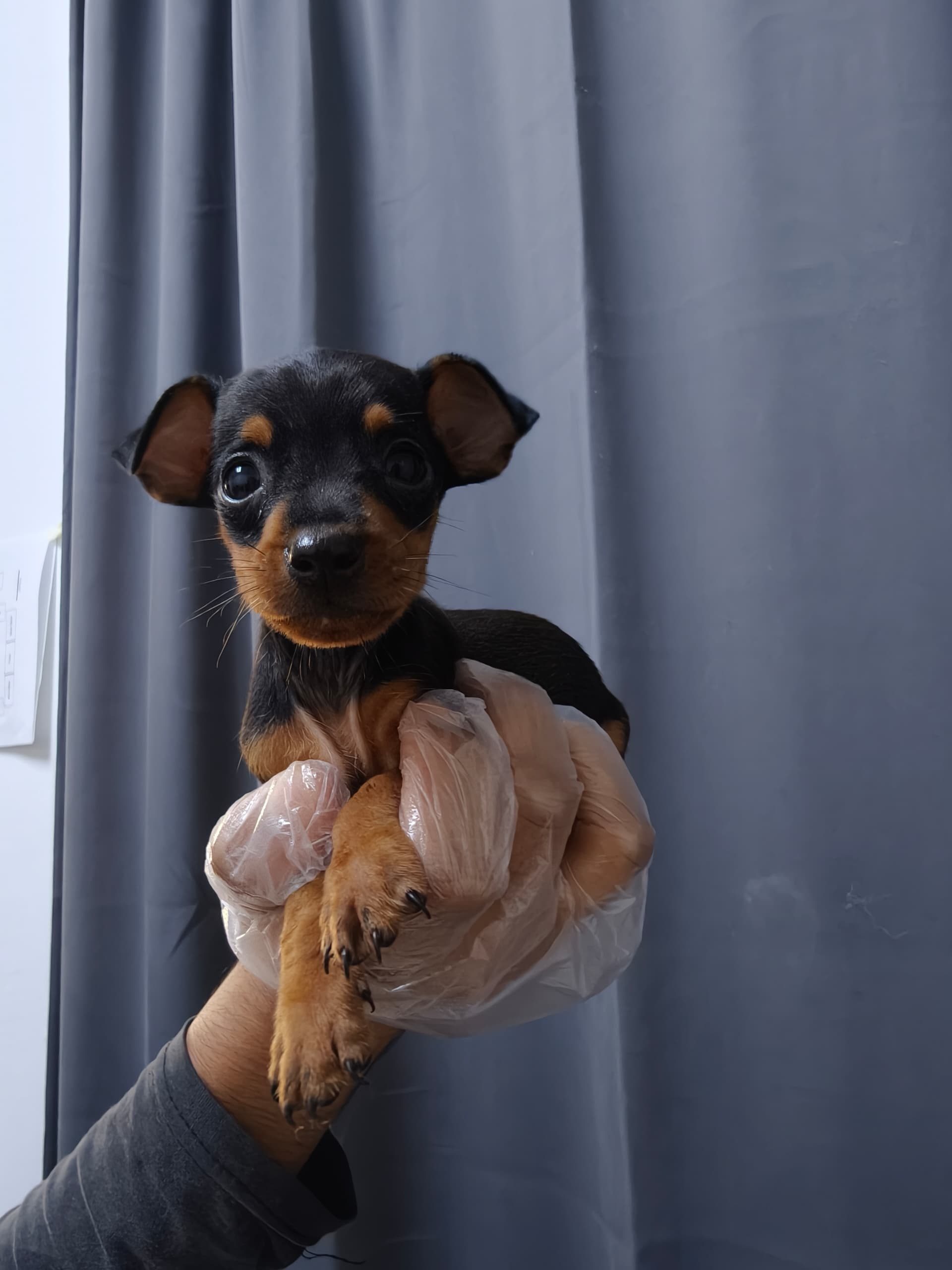 Mini Pincher （杜宾犬） Dog 5