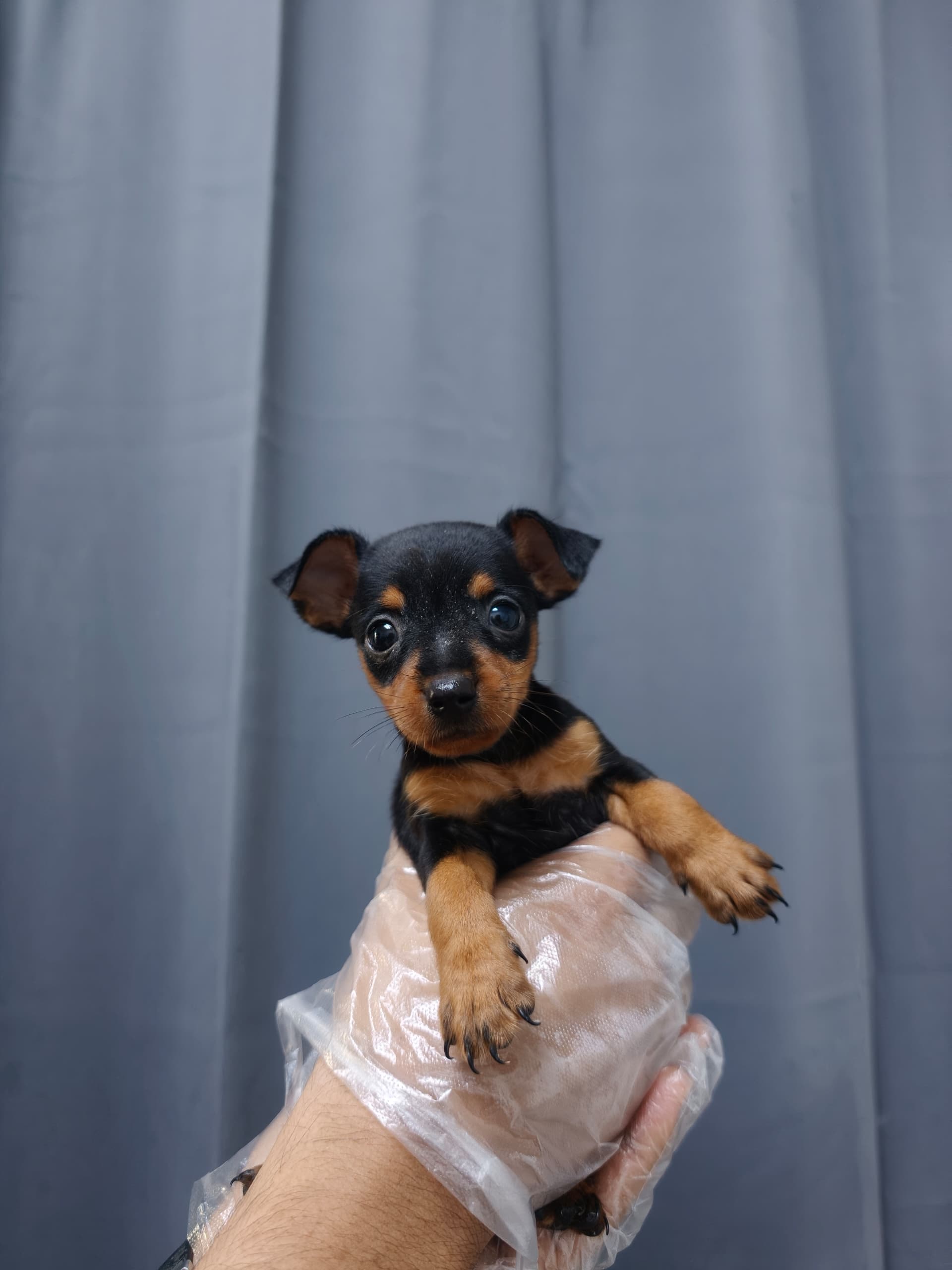 Mini Pincher （杜宾犬） Dog 6