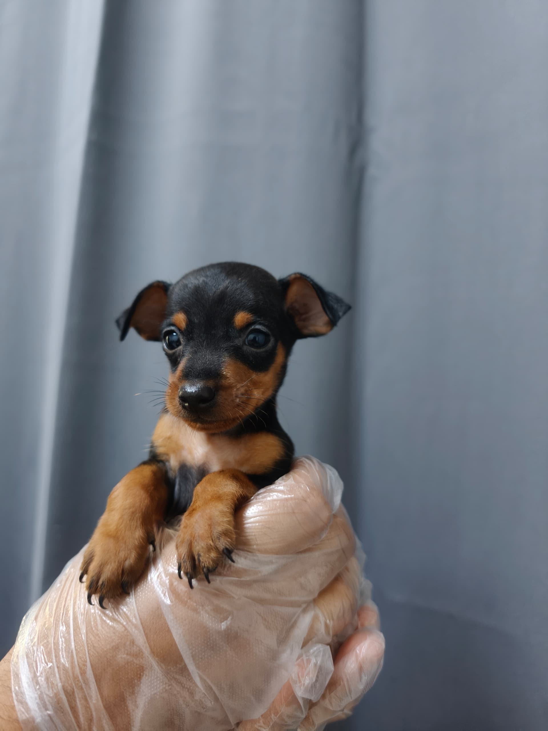 Mini Pincher （杜宾犬） Dog 4