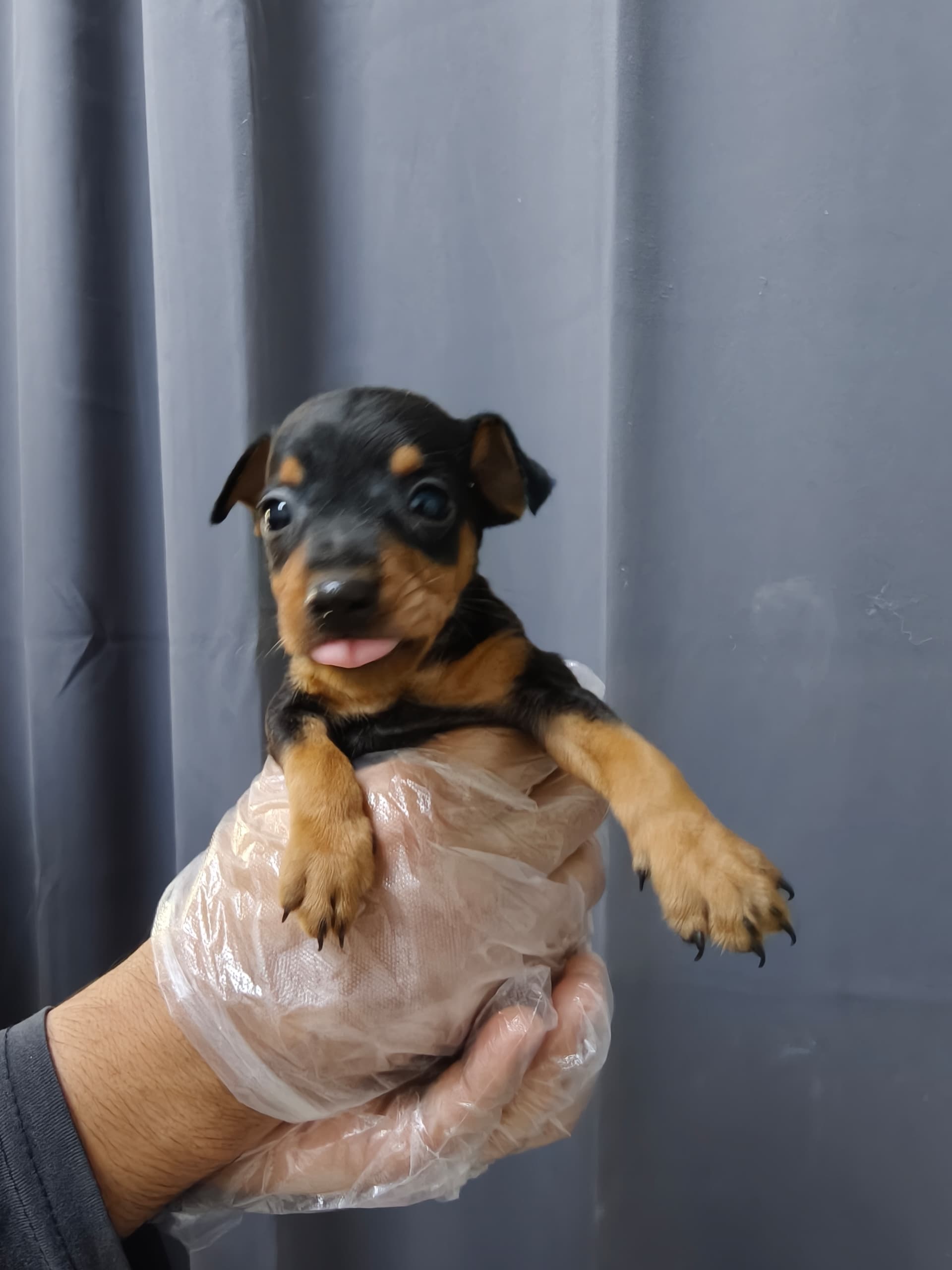 Mini Pincher （杜宾犬） Dog 2