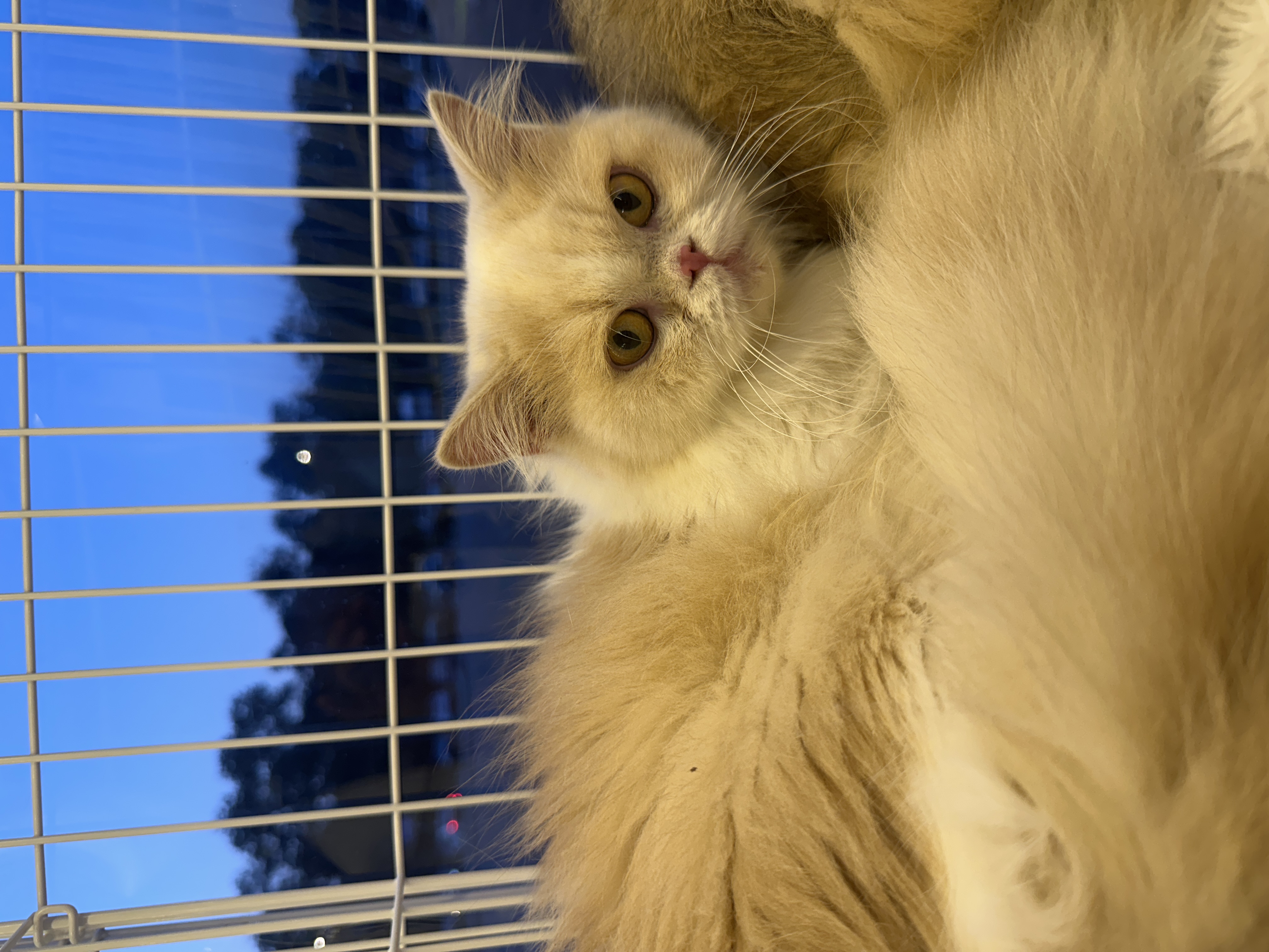 British Long Hair（英国长毛猫） Cat 2