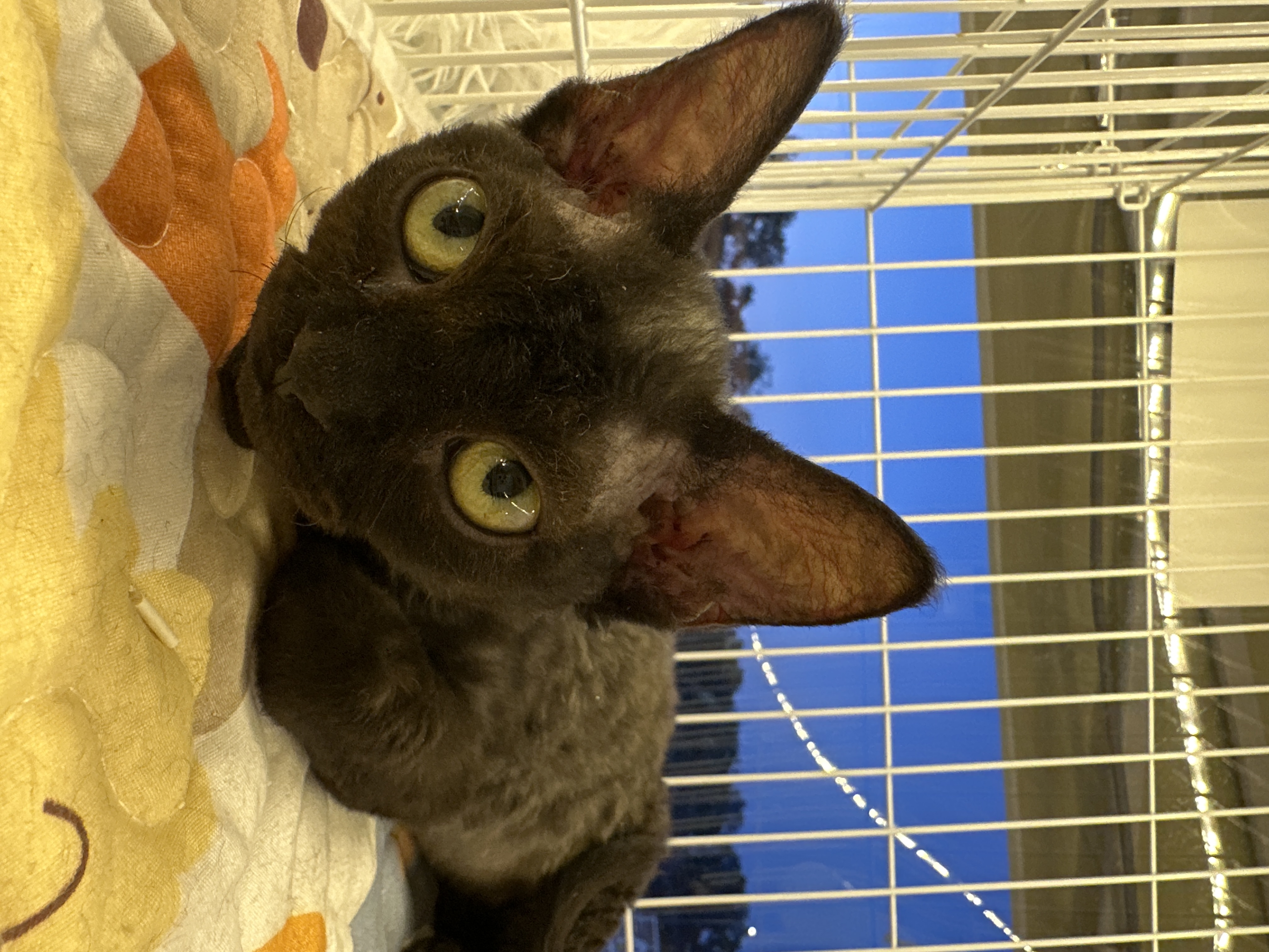 Devon Rex(德文卷毛猫) Cat