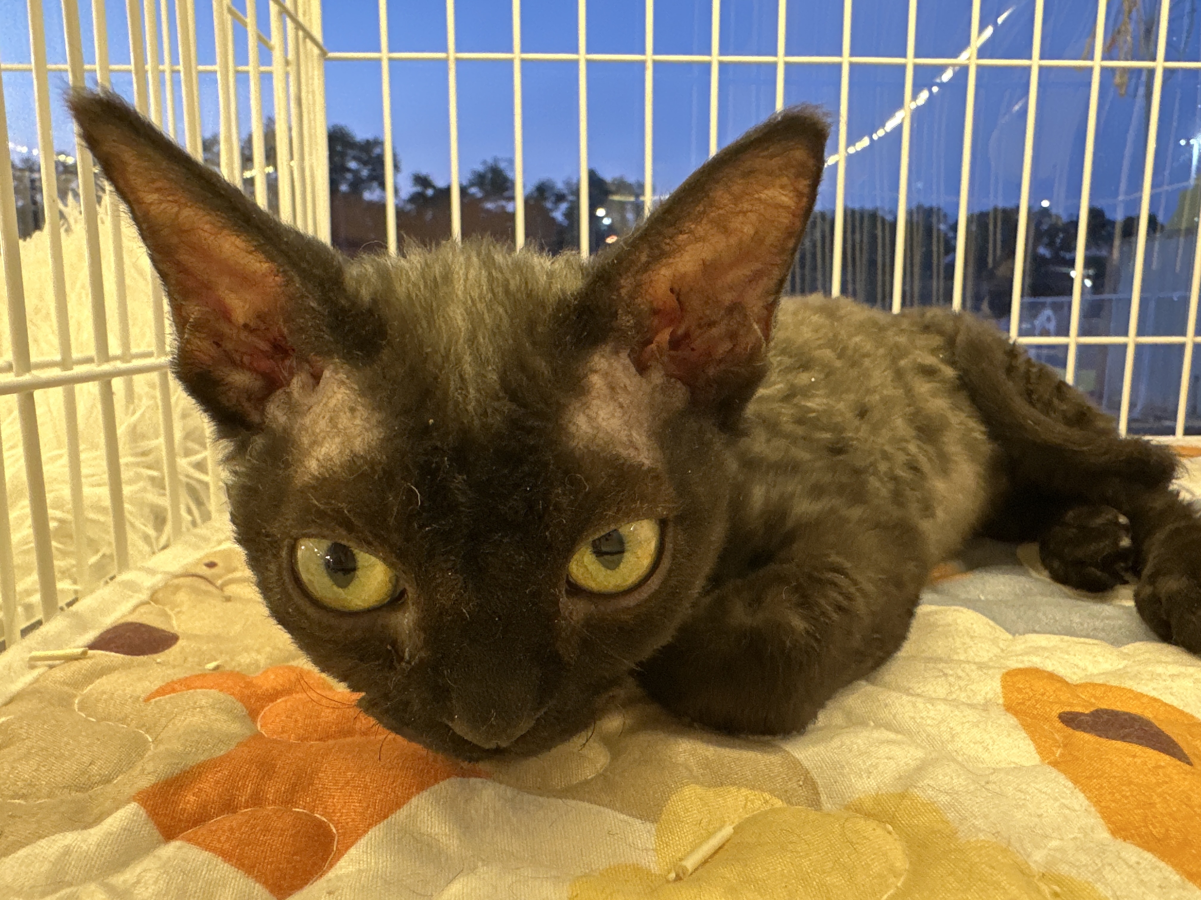 Devon Rex（德文卷毛猫） Cat 2