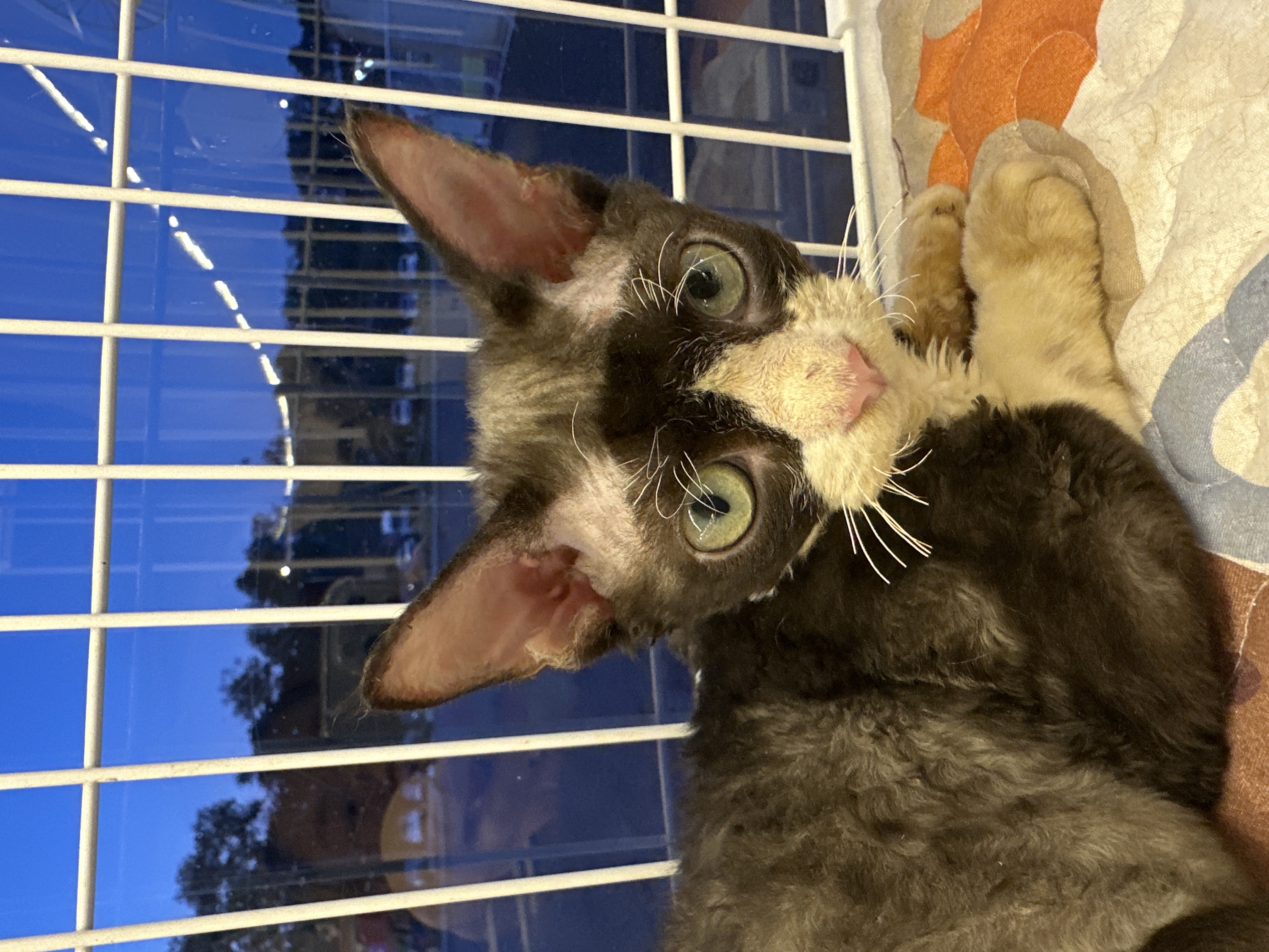 Devon Rex(德文卷毛猫) Cat