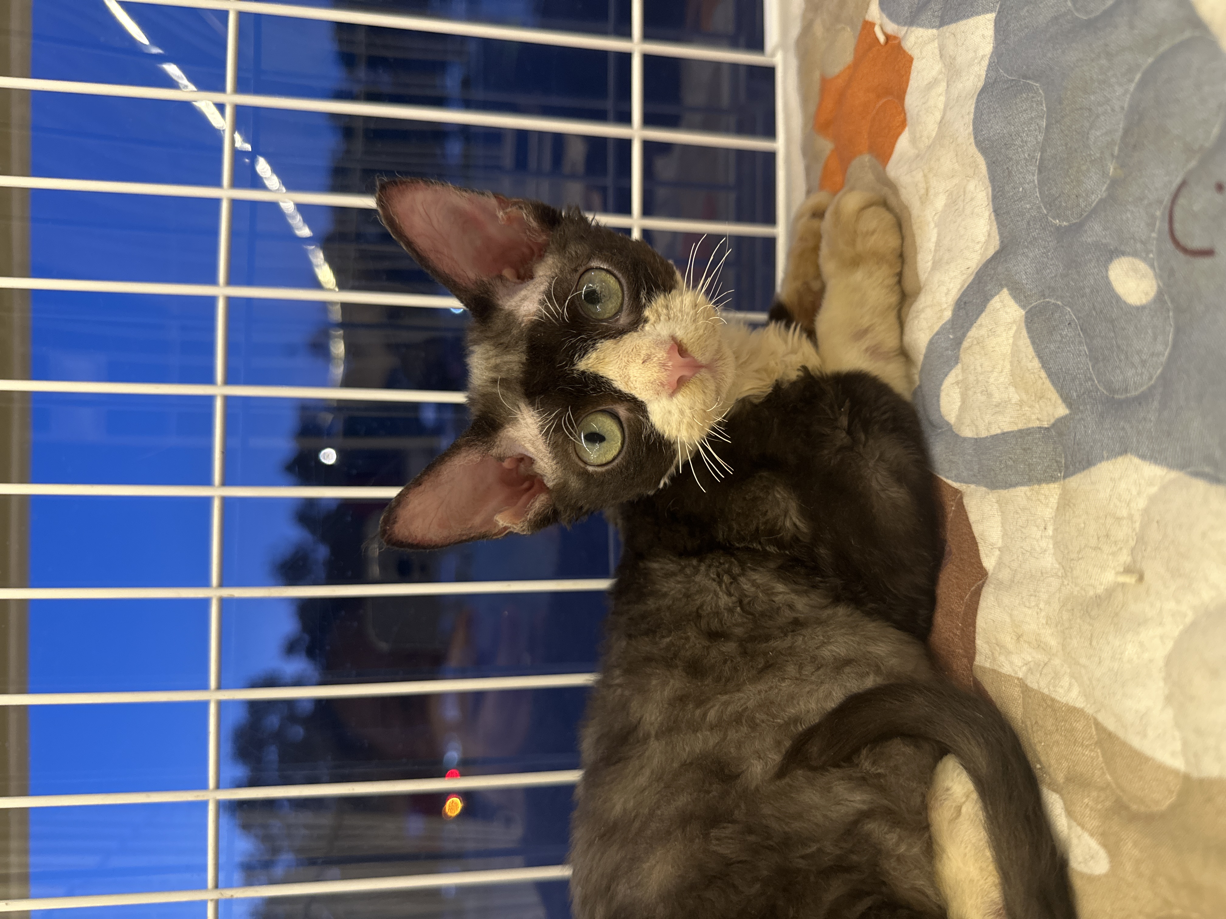 Devon Rex（德文卷毛猫） Cat 2