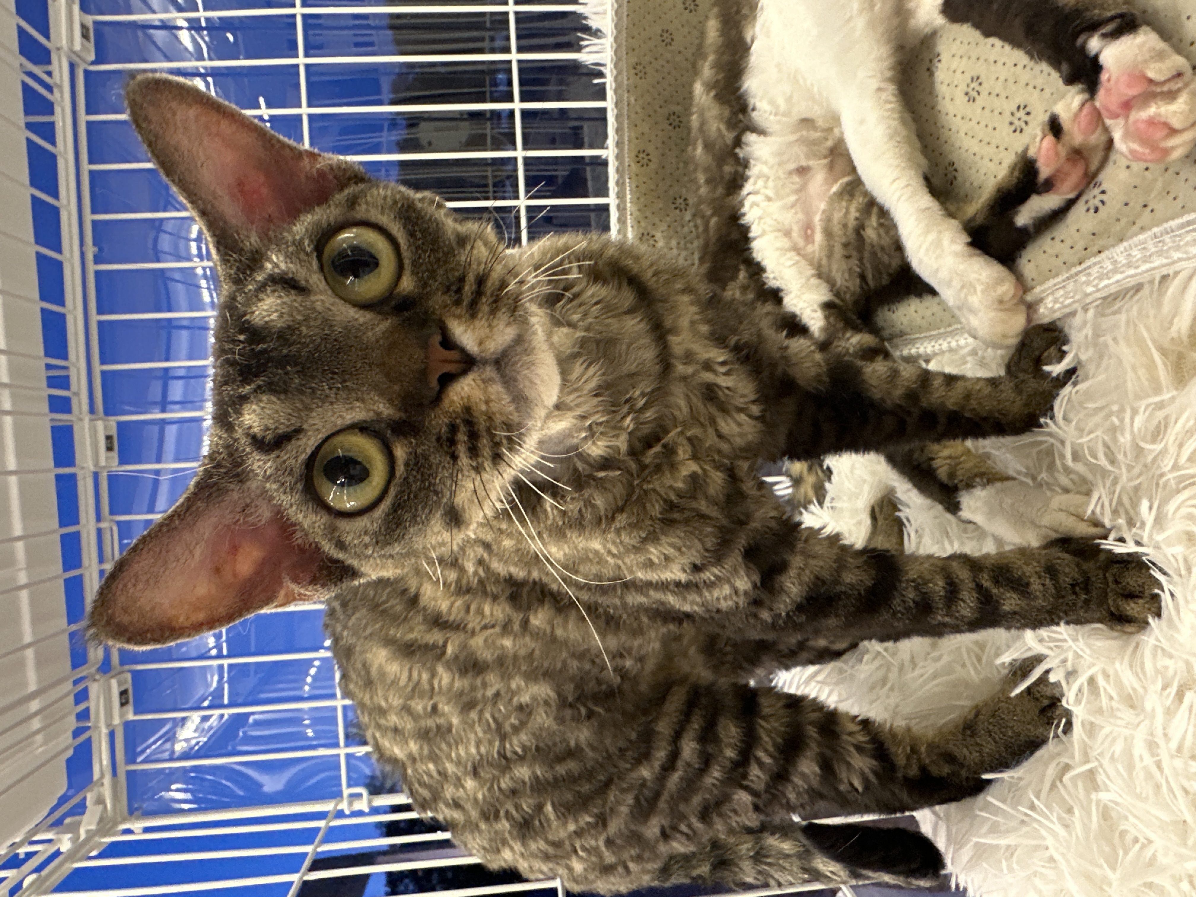 Devon Rex(德文卷毛猫) Cat