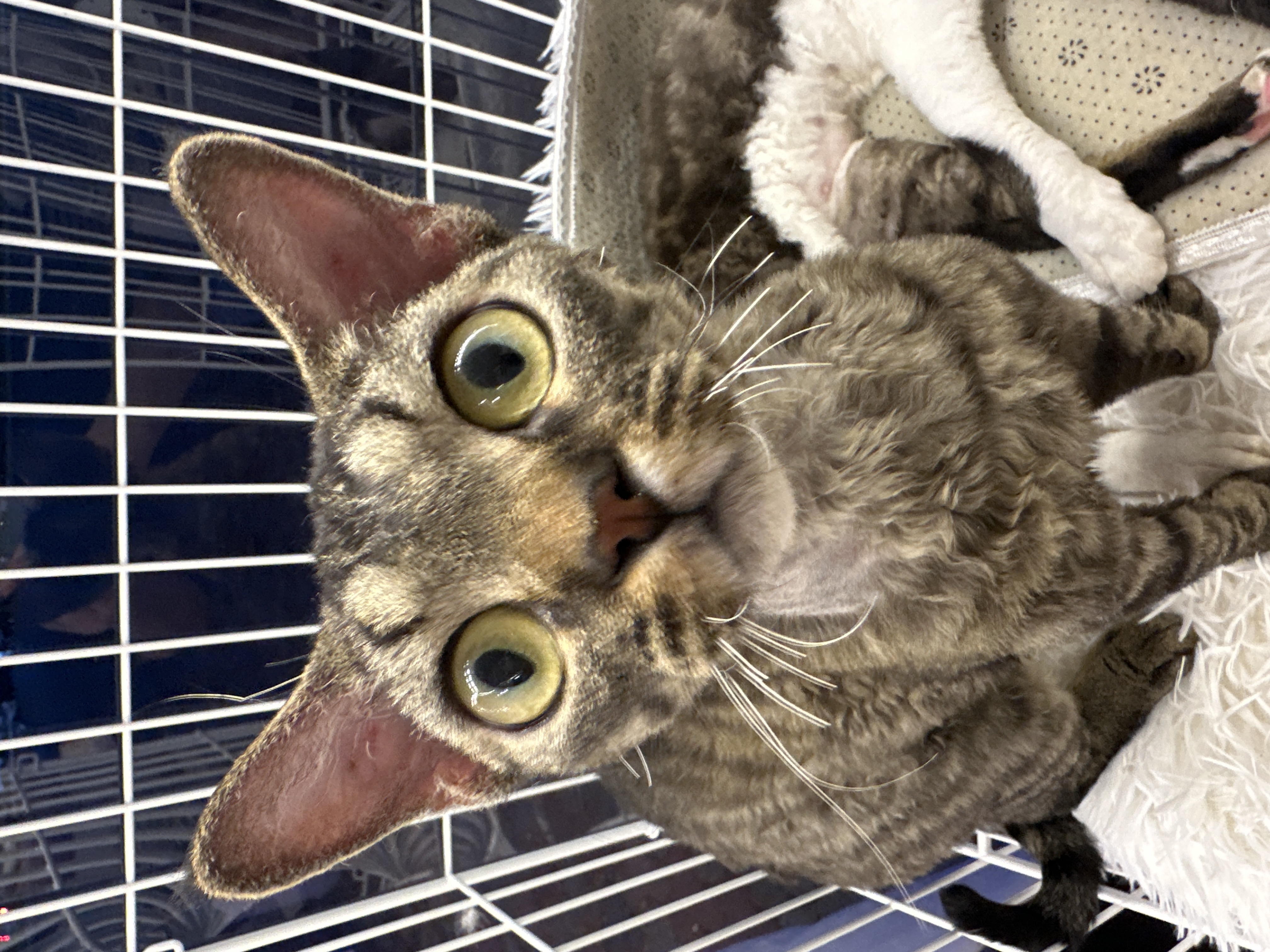 Devon Rex（德文卷毛猫） Cat 2
