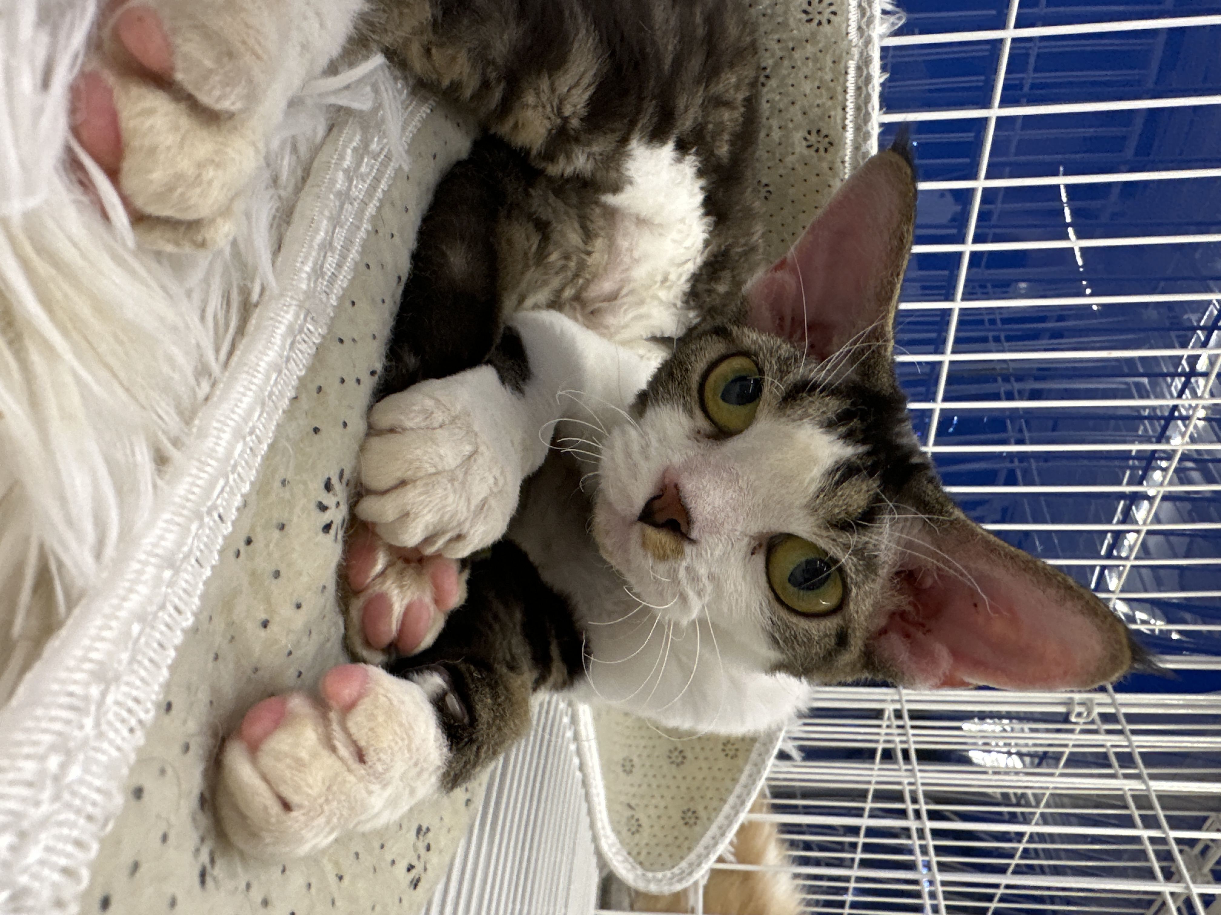 Devon Rex(德文卷毛猫) Cat