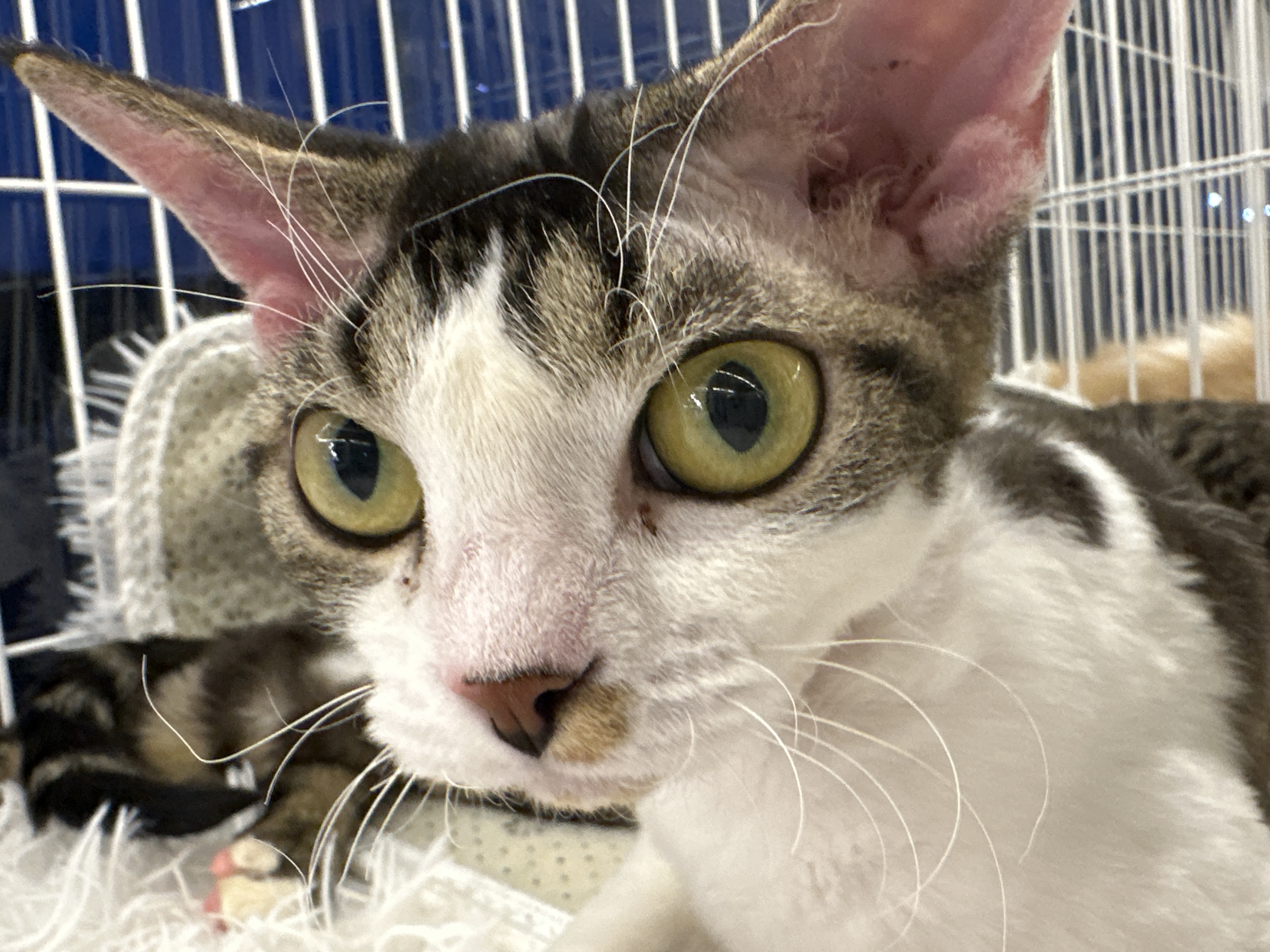 Devon Rex（德文卷毛猫） Cat 2