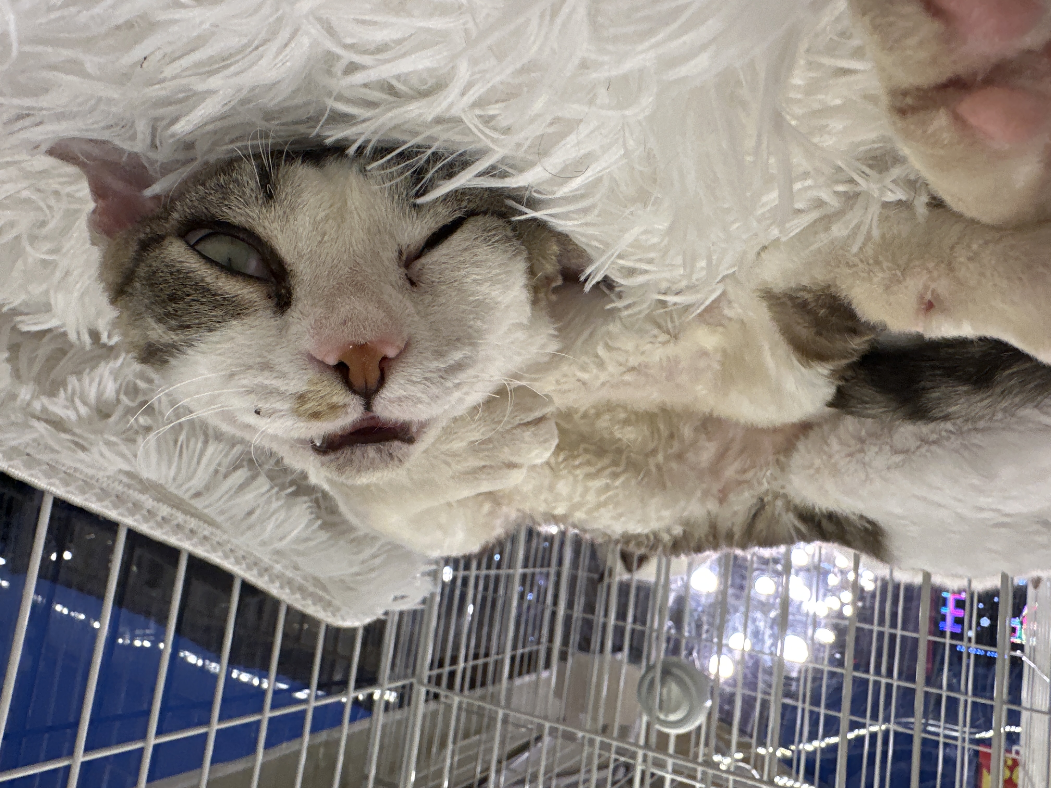 Devon Rex(德文卷毛猫) Cat