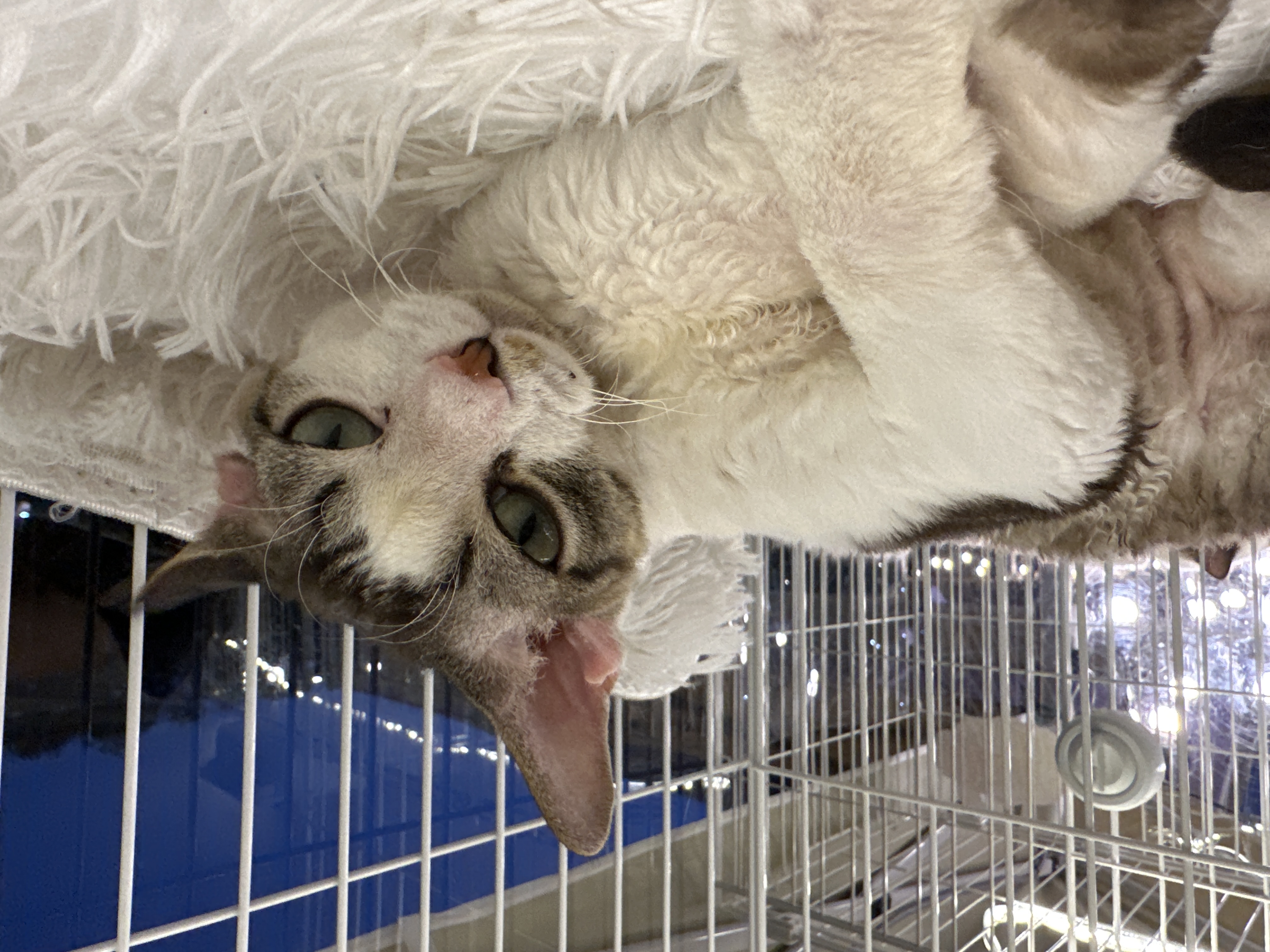 Devon Rex（德文卷毛猫） Cat 2