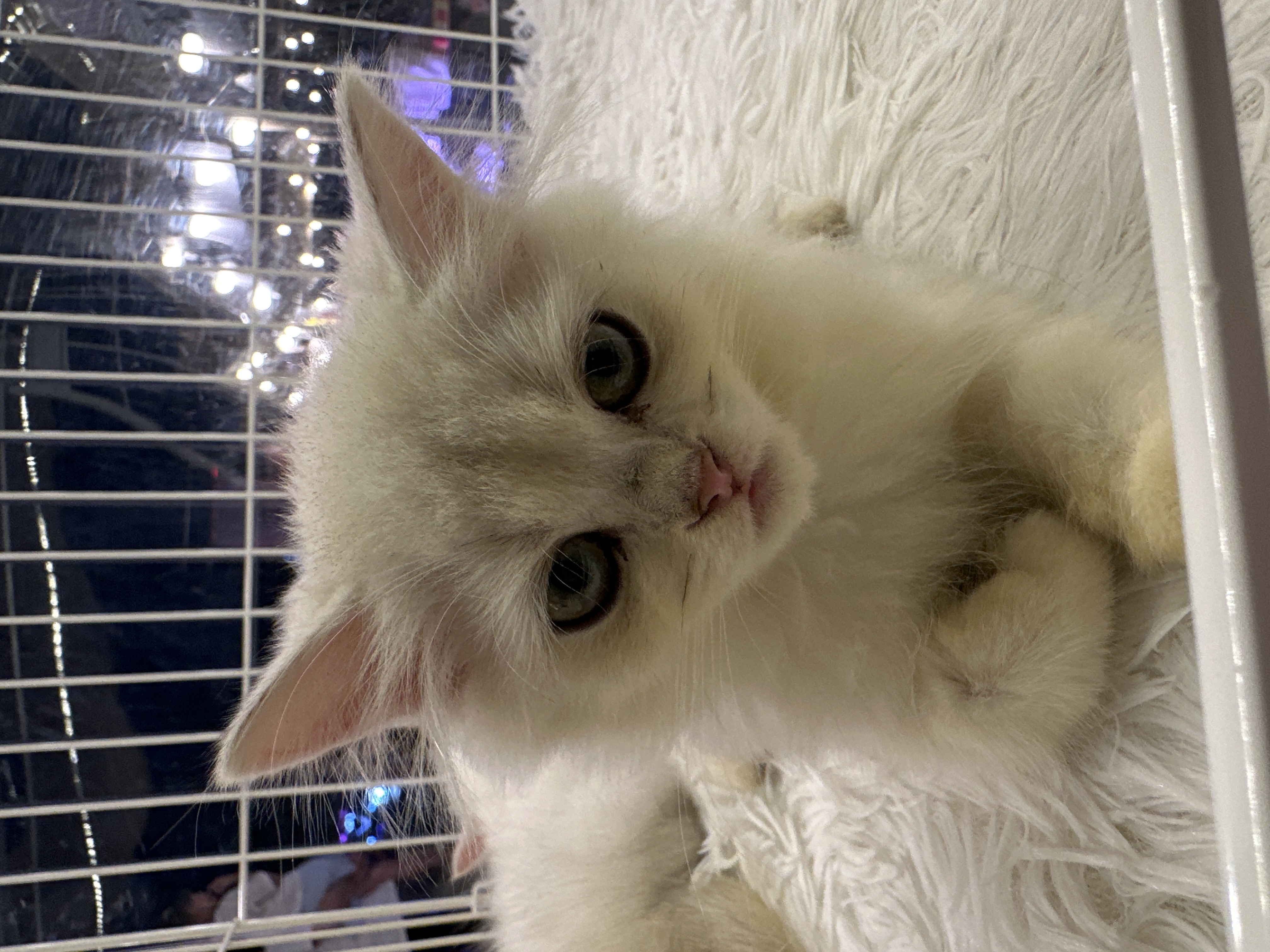 British Long Hair(英国长毛猫) Cat