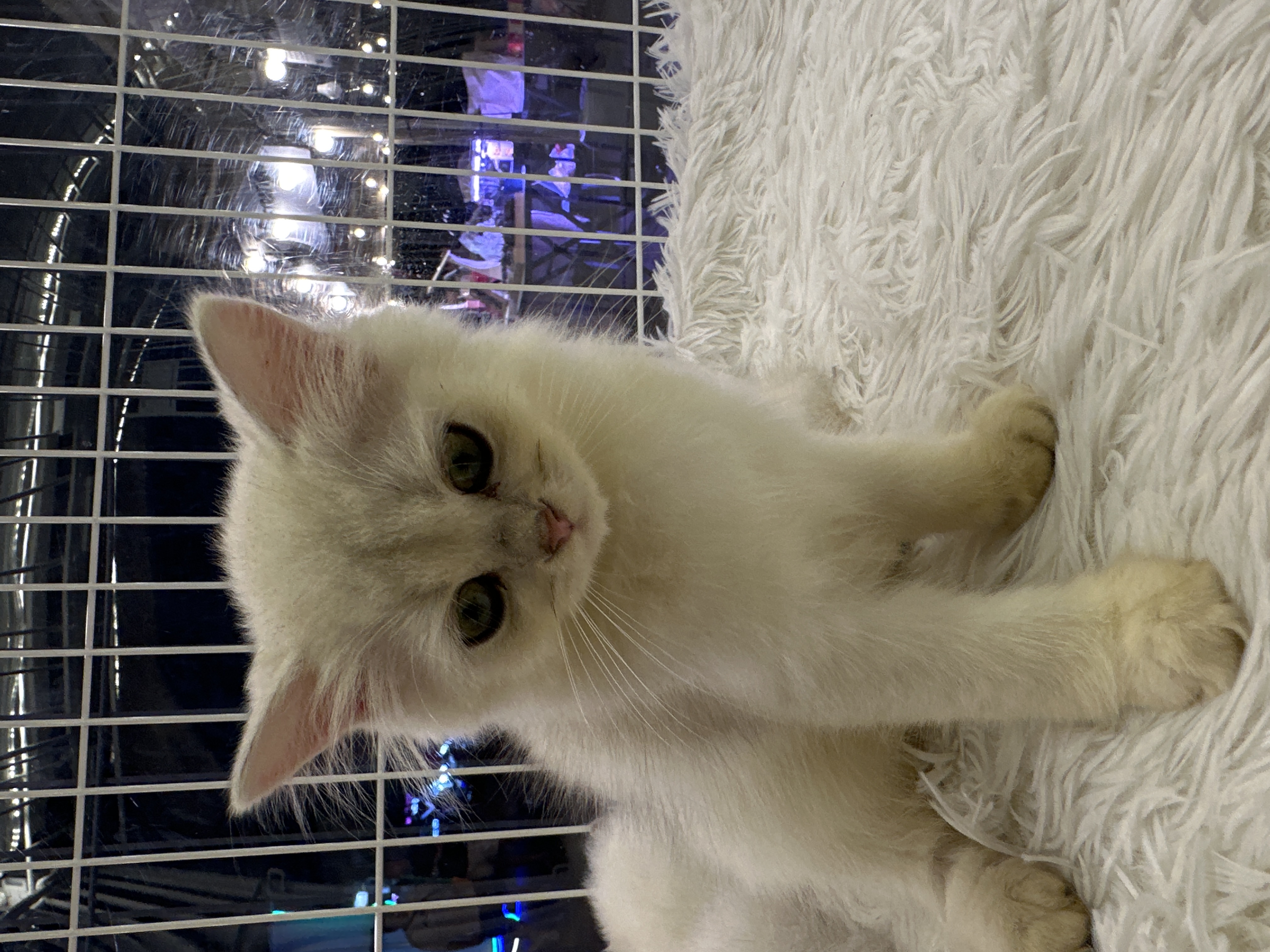 British Long Hair（英国长毛猫） Cat 2
