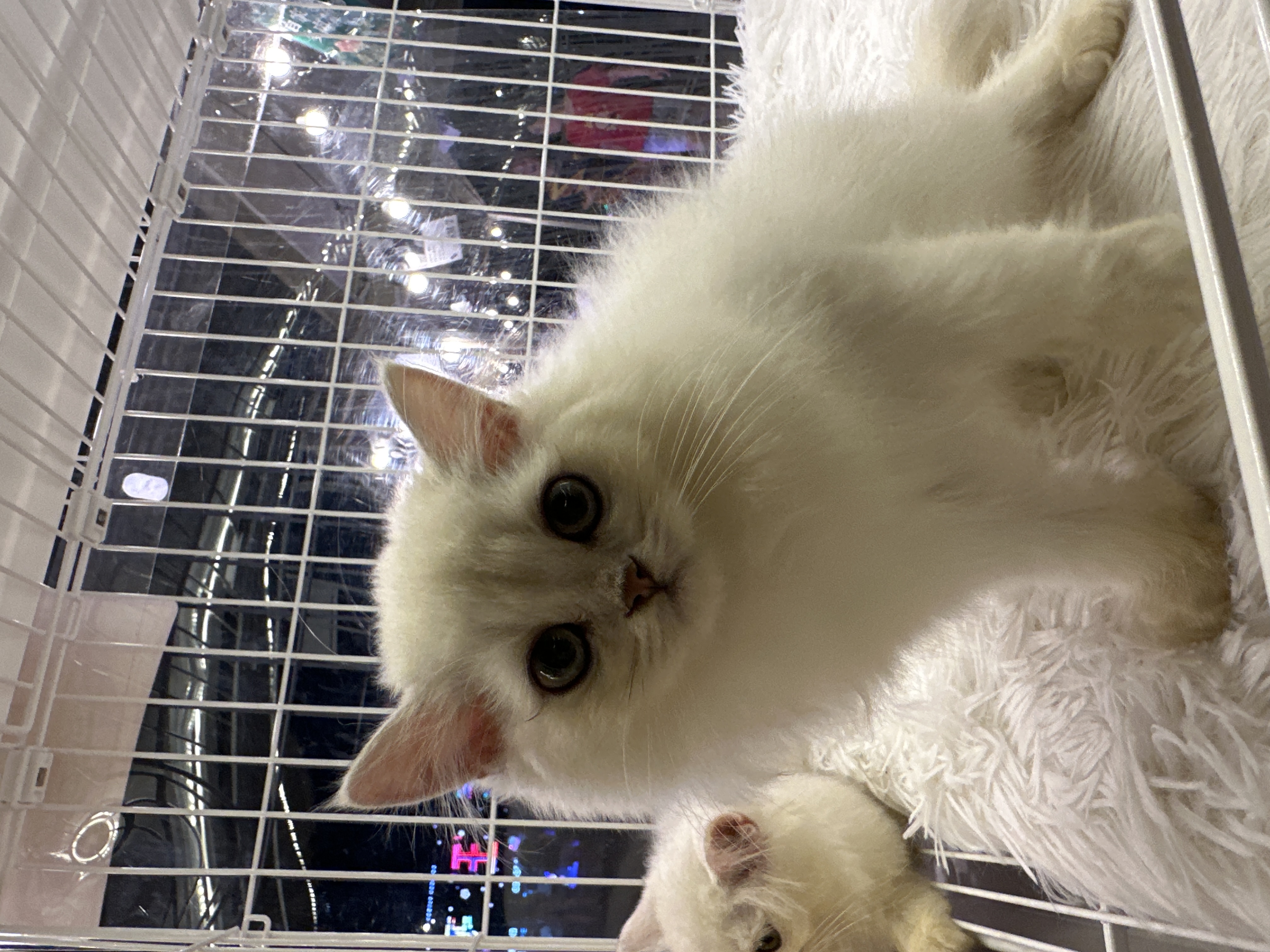 Ragdoll(布偶猫) Cat