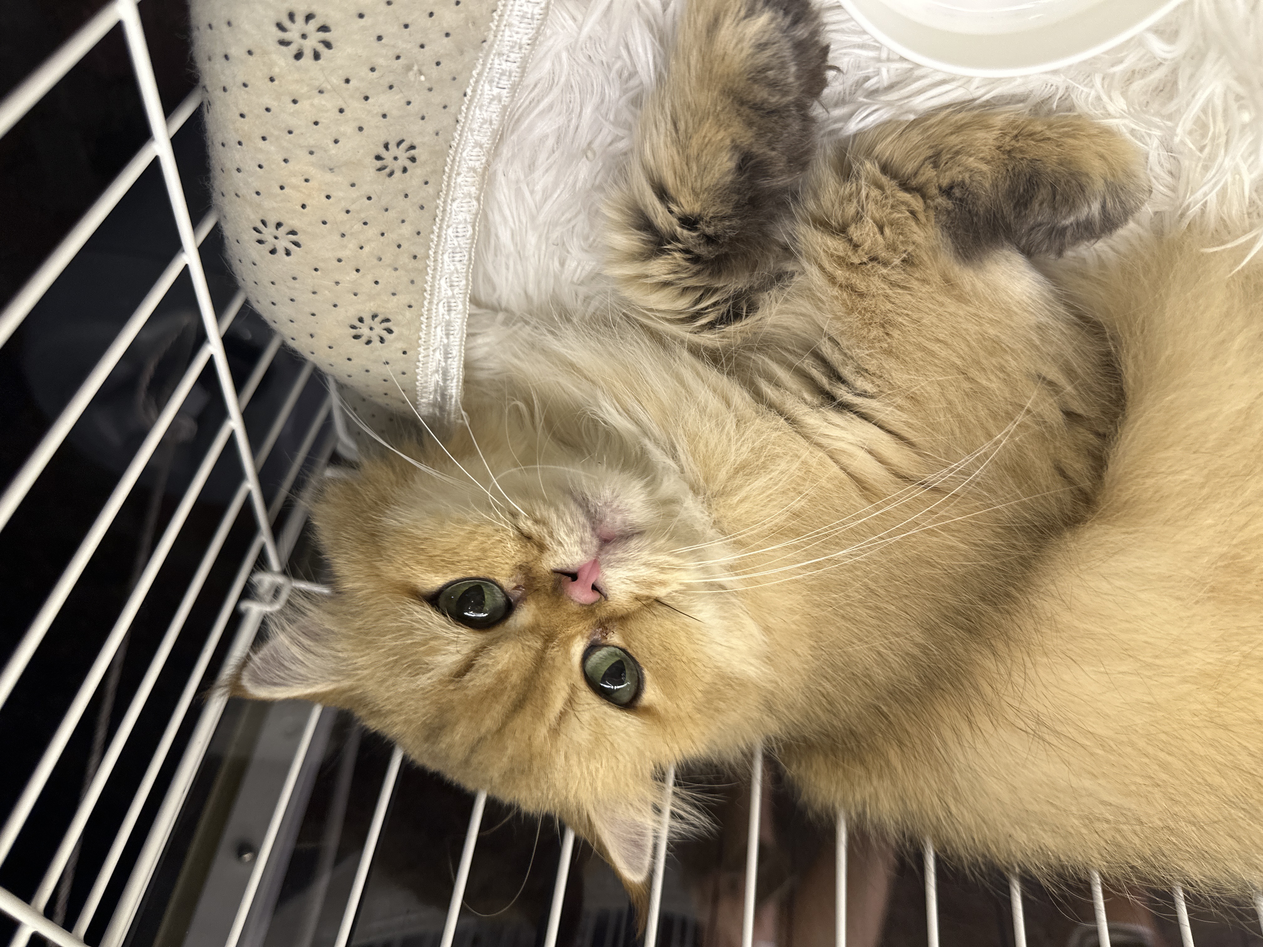 British Long Hair（英国长毛猫） Cat 2