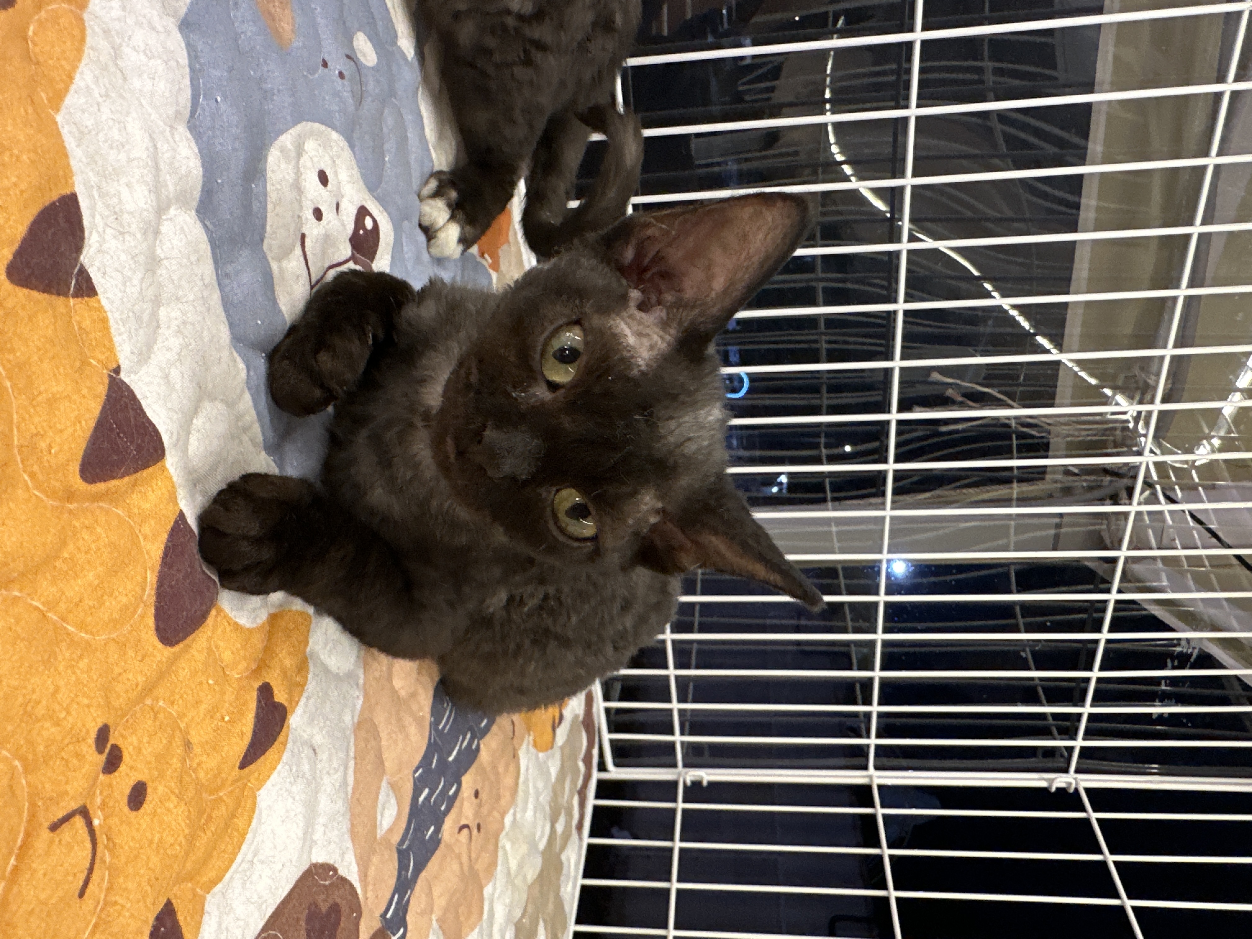 Devon Rex（德文卷毛猫） Cat 3