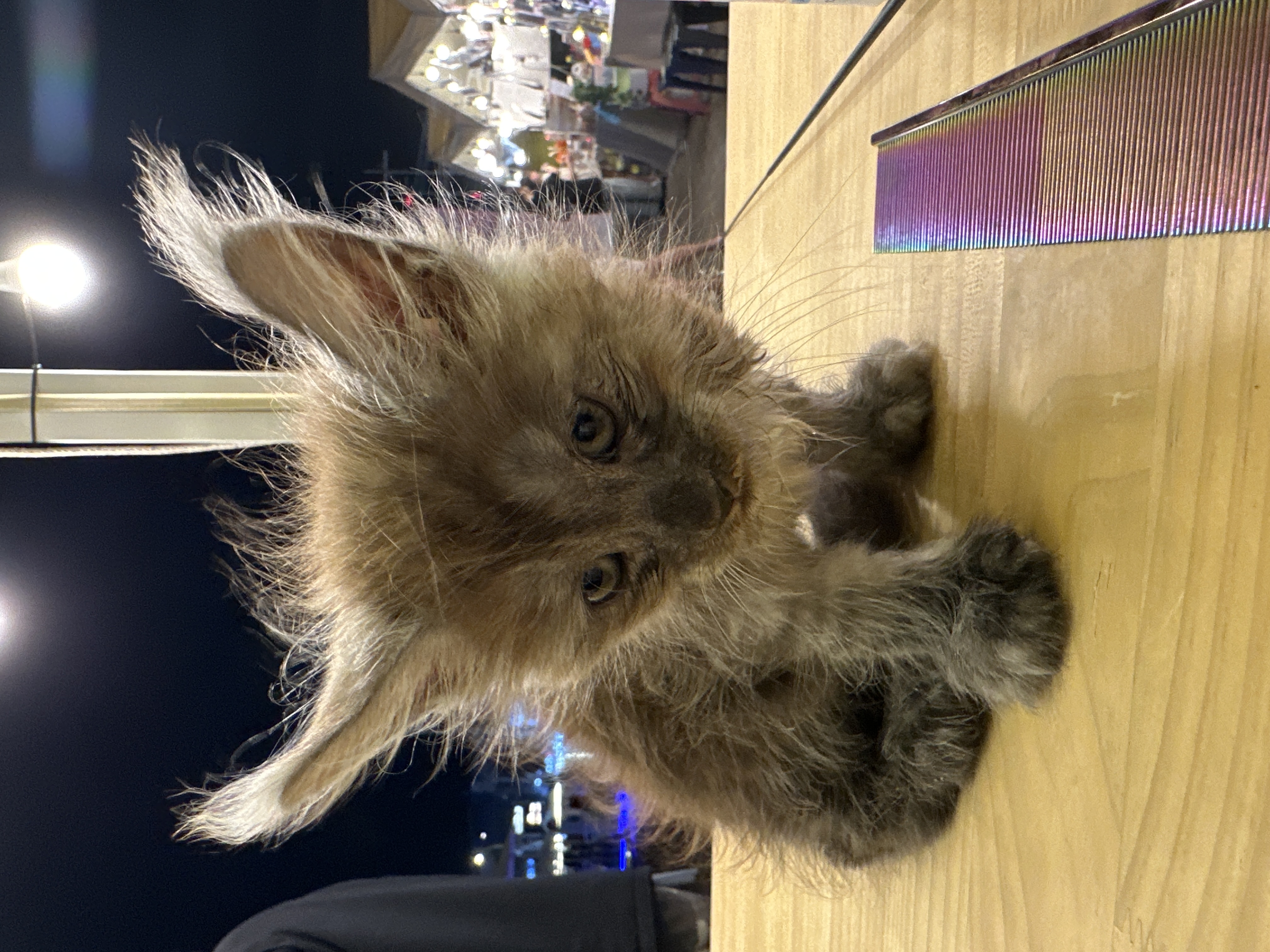 Maine Coon(缅因猫) Cat