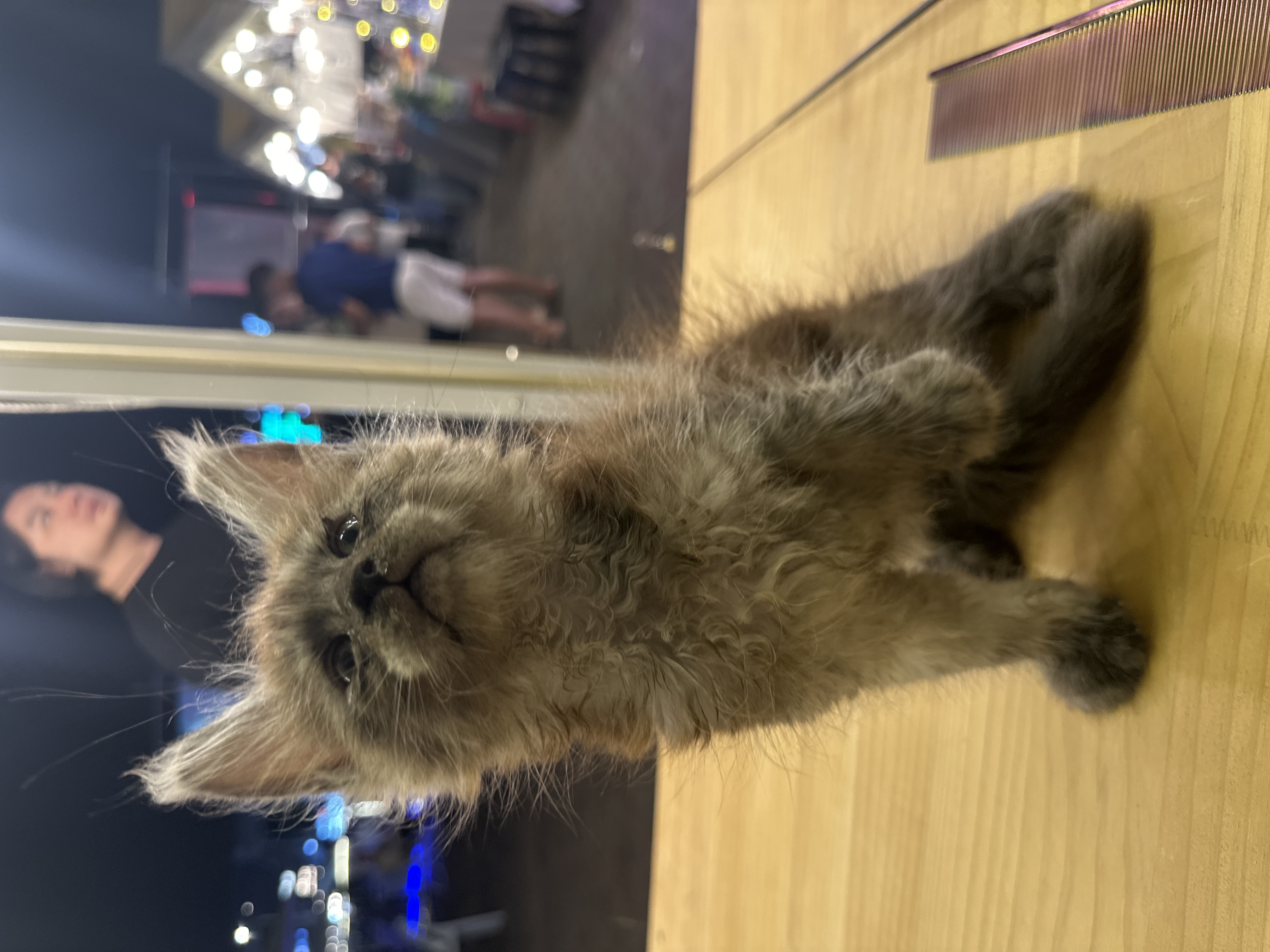 Maine Coon（缅因猫） Cat 2