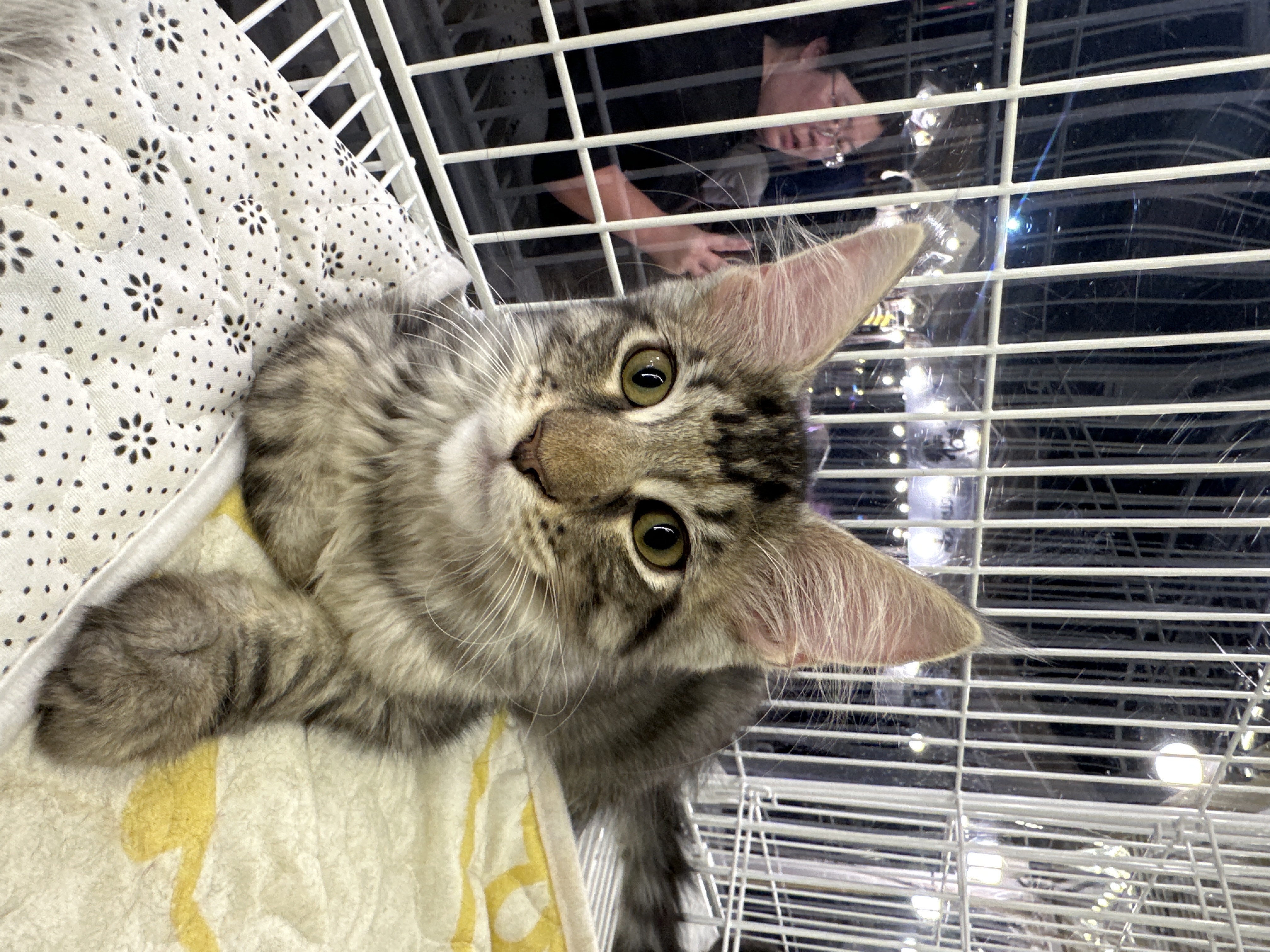 Maine Coon(缅因猫) Cat
