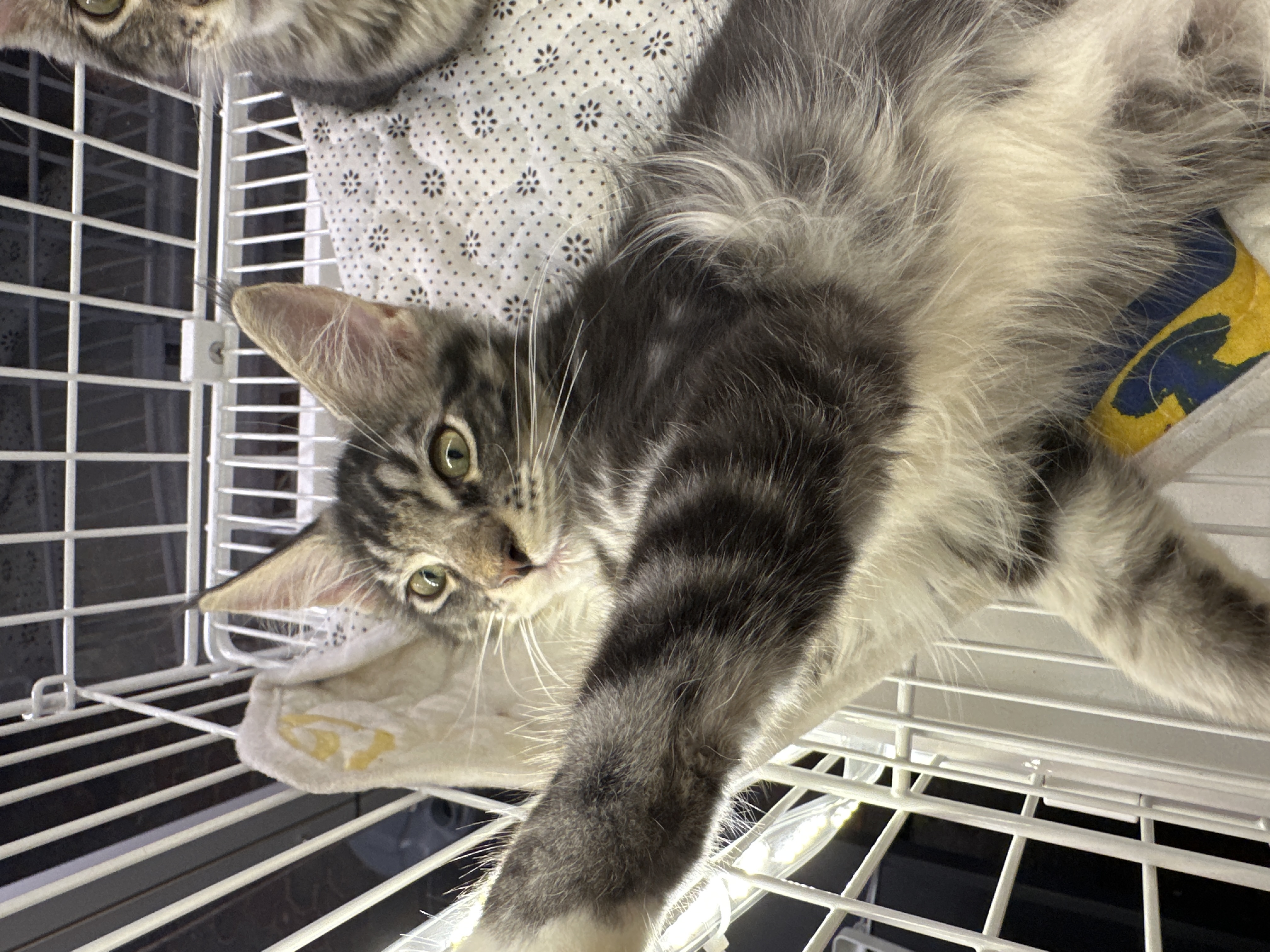 Maine Coon(缅因猫) Cat