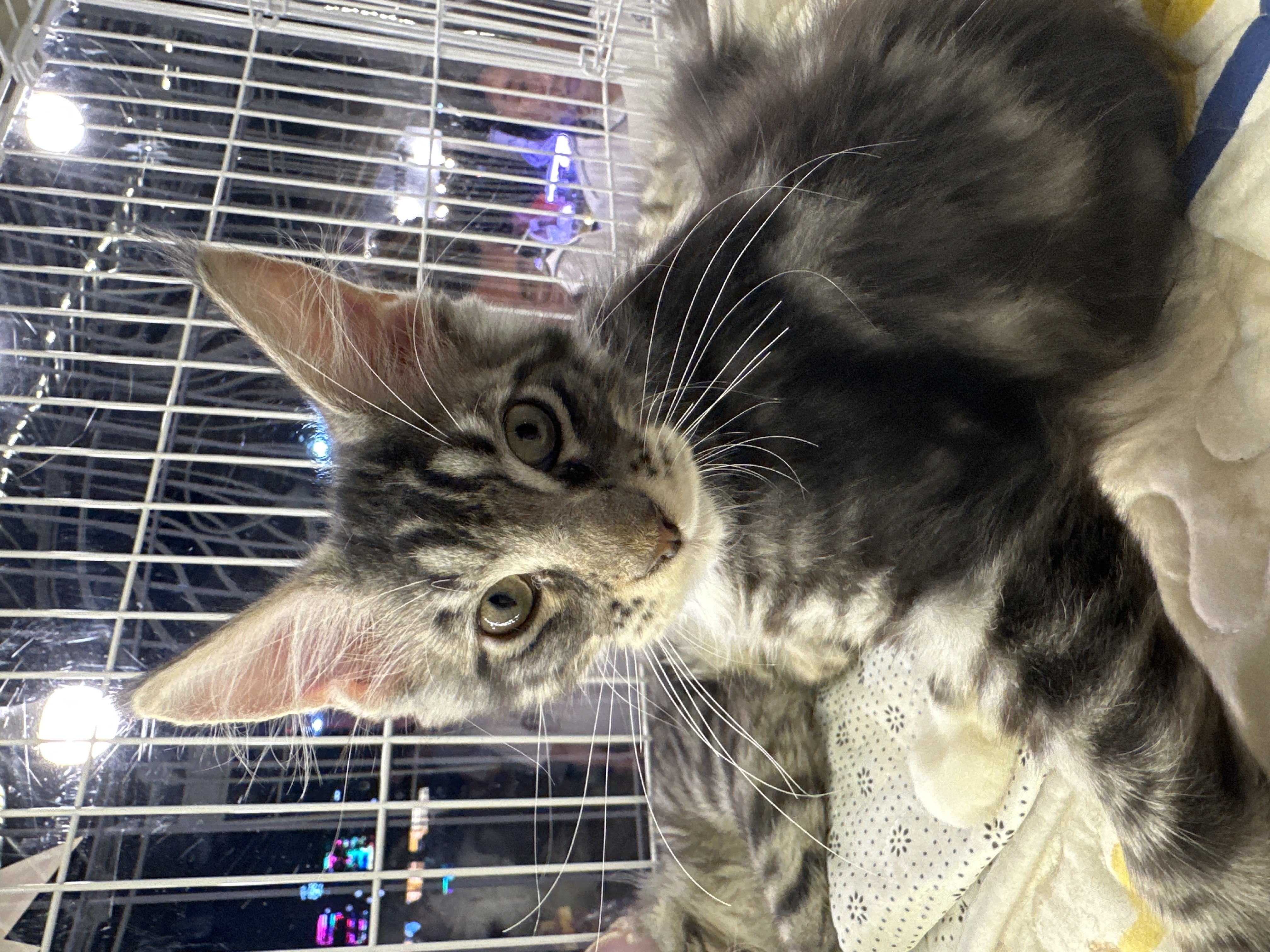 Maine Coon（缅因猫） Cat 2
