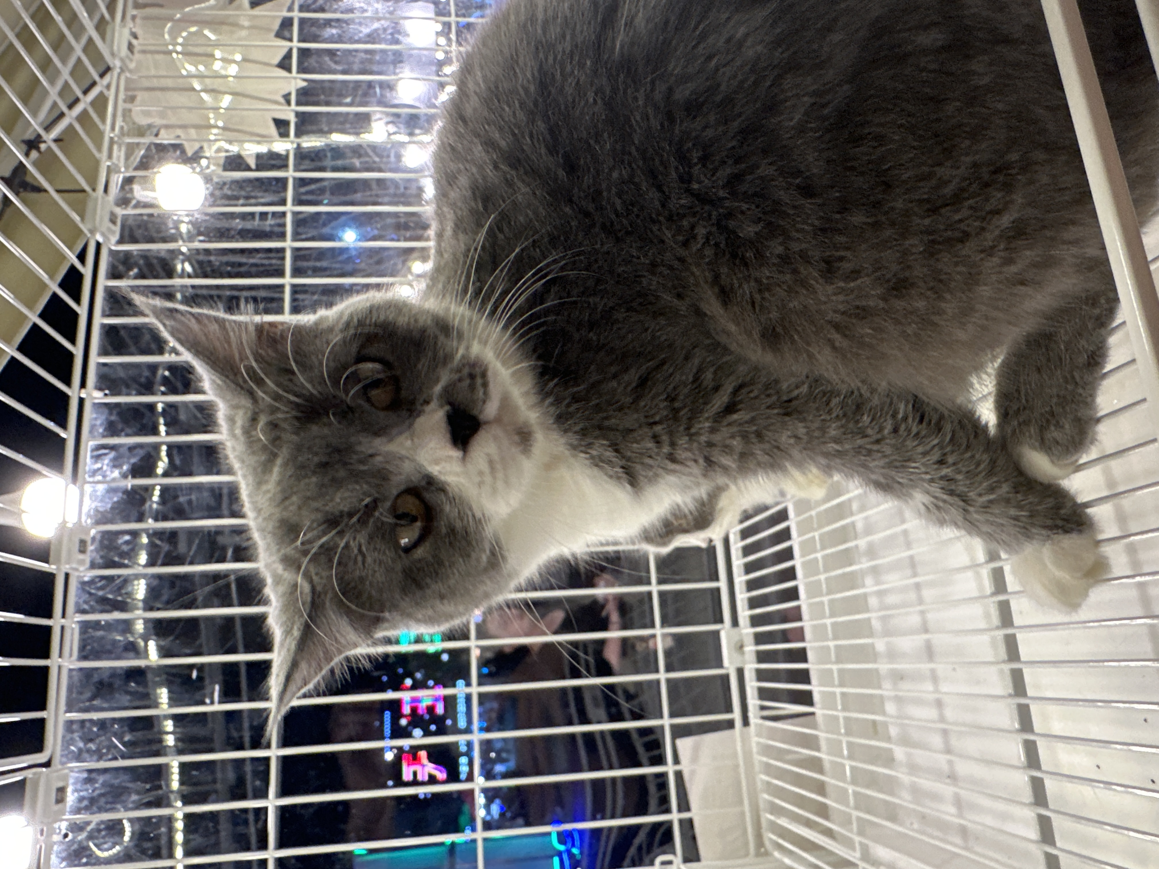 British Shorthair(英国短毛猫) Cat