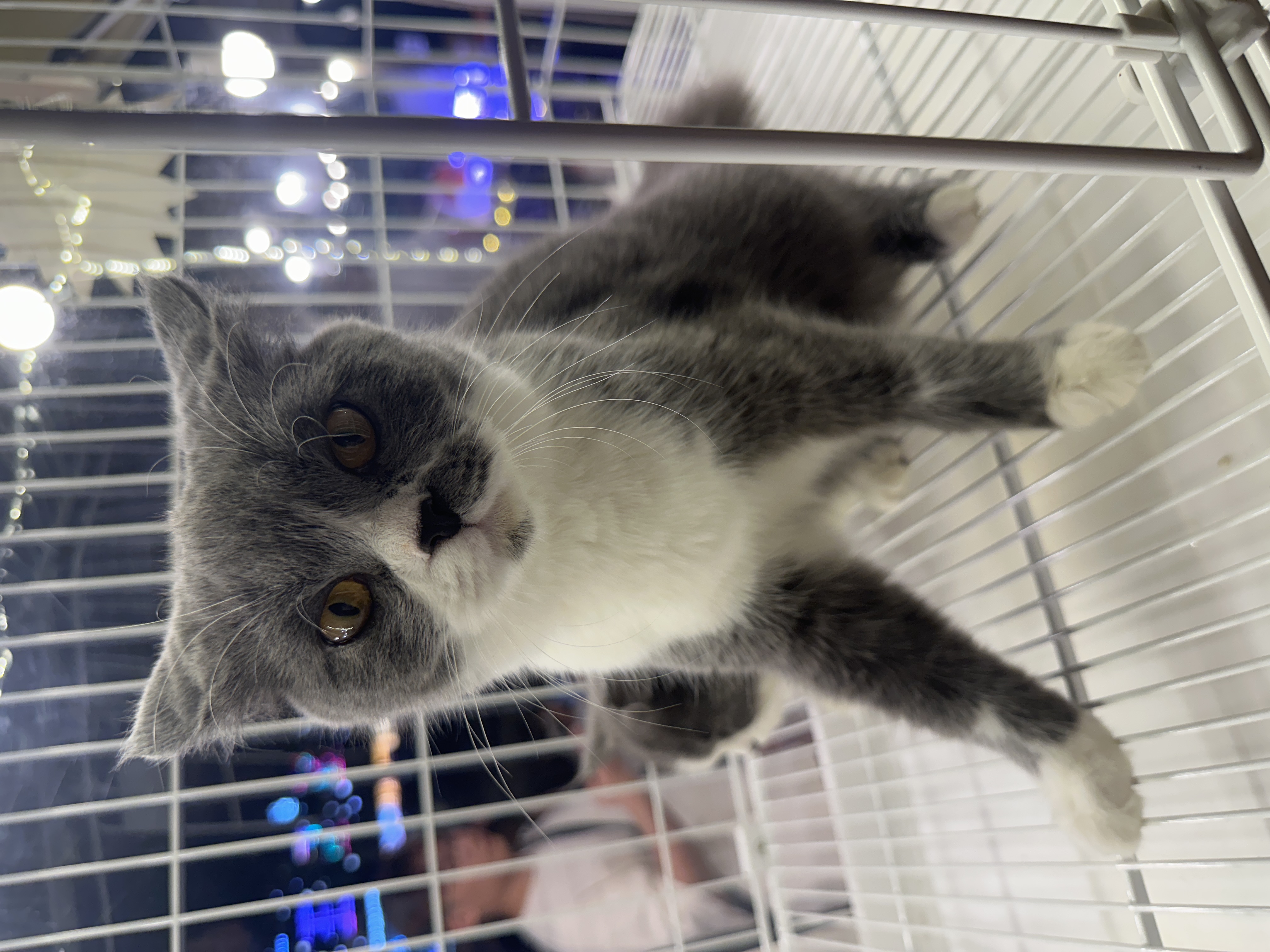 British Shorthair（英国短毛猫） Cat 2