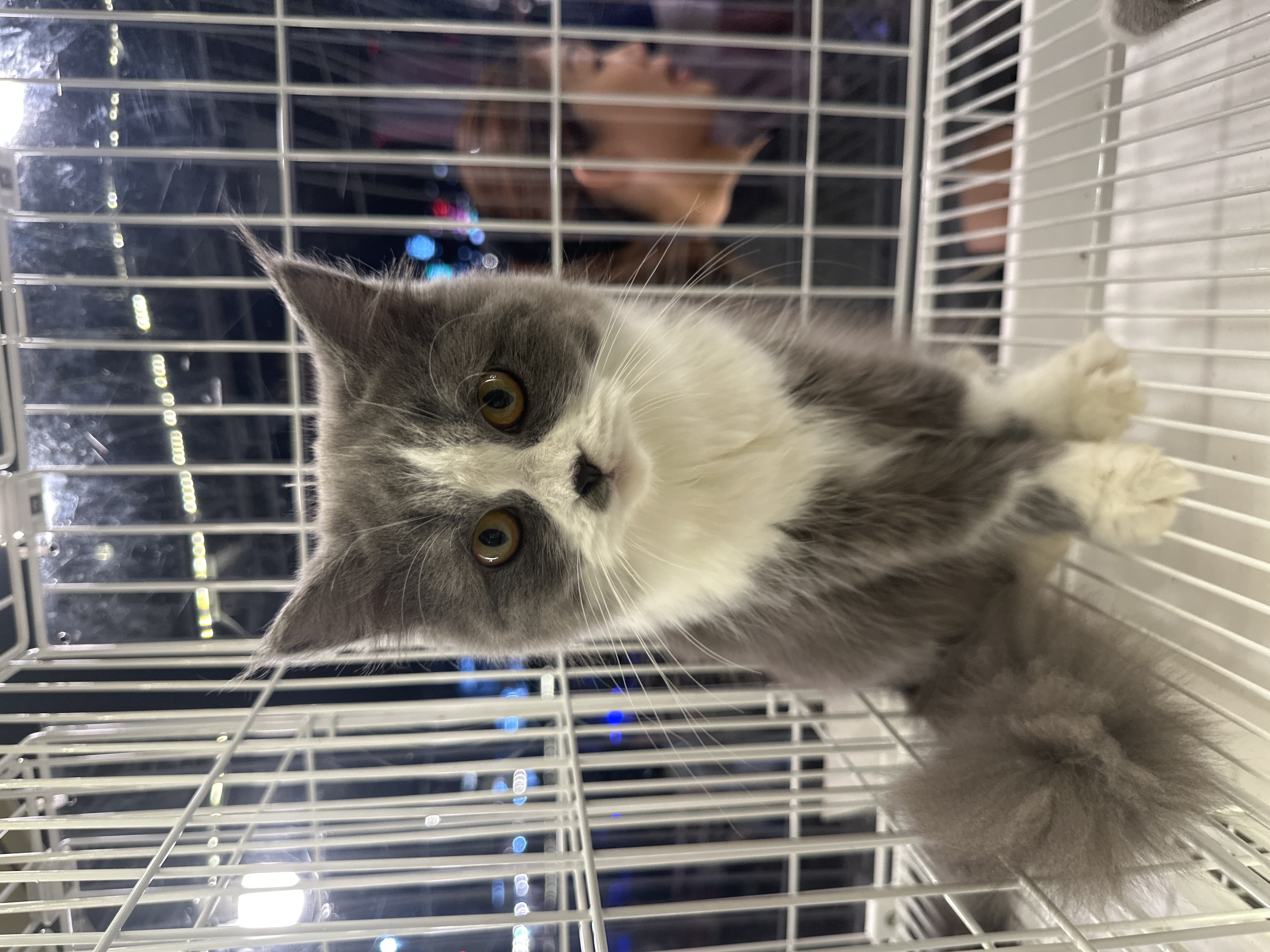 British Long Hair(英国长毛猫) Cat