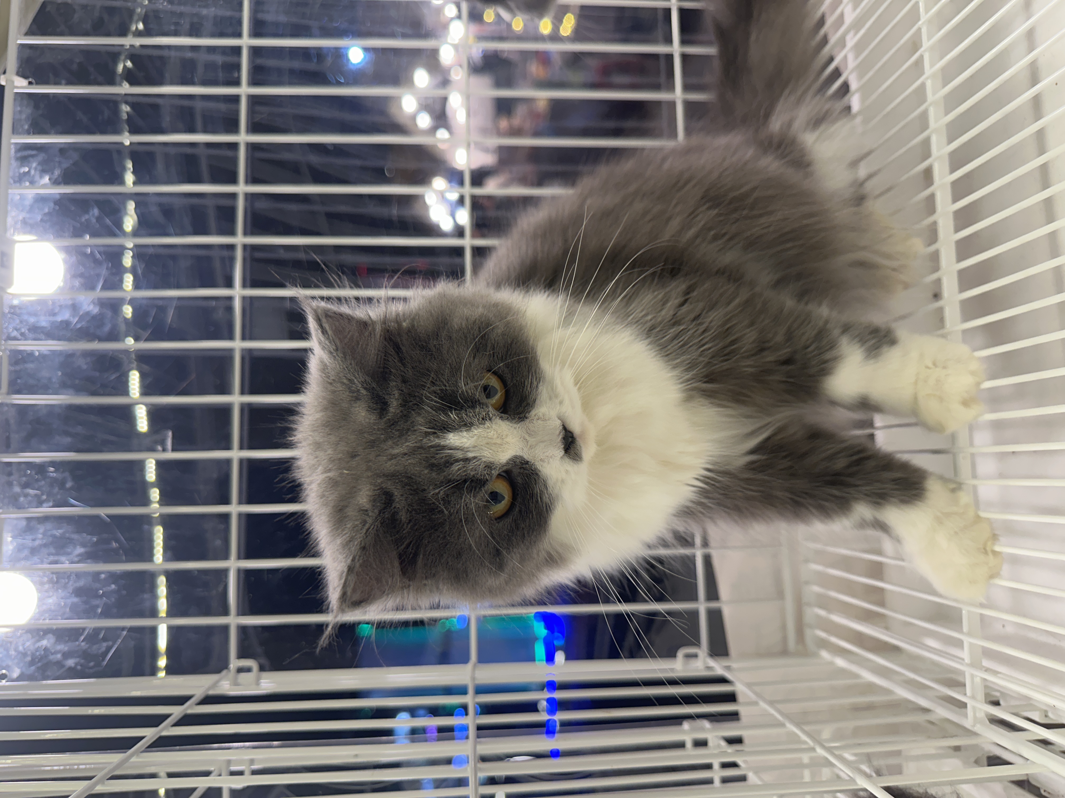 British Long Hair（英国长毛猫） Cat 2