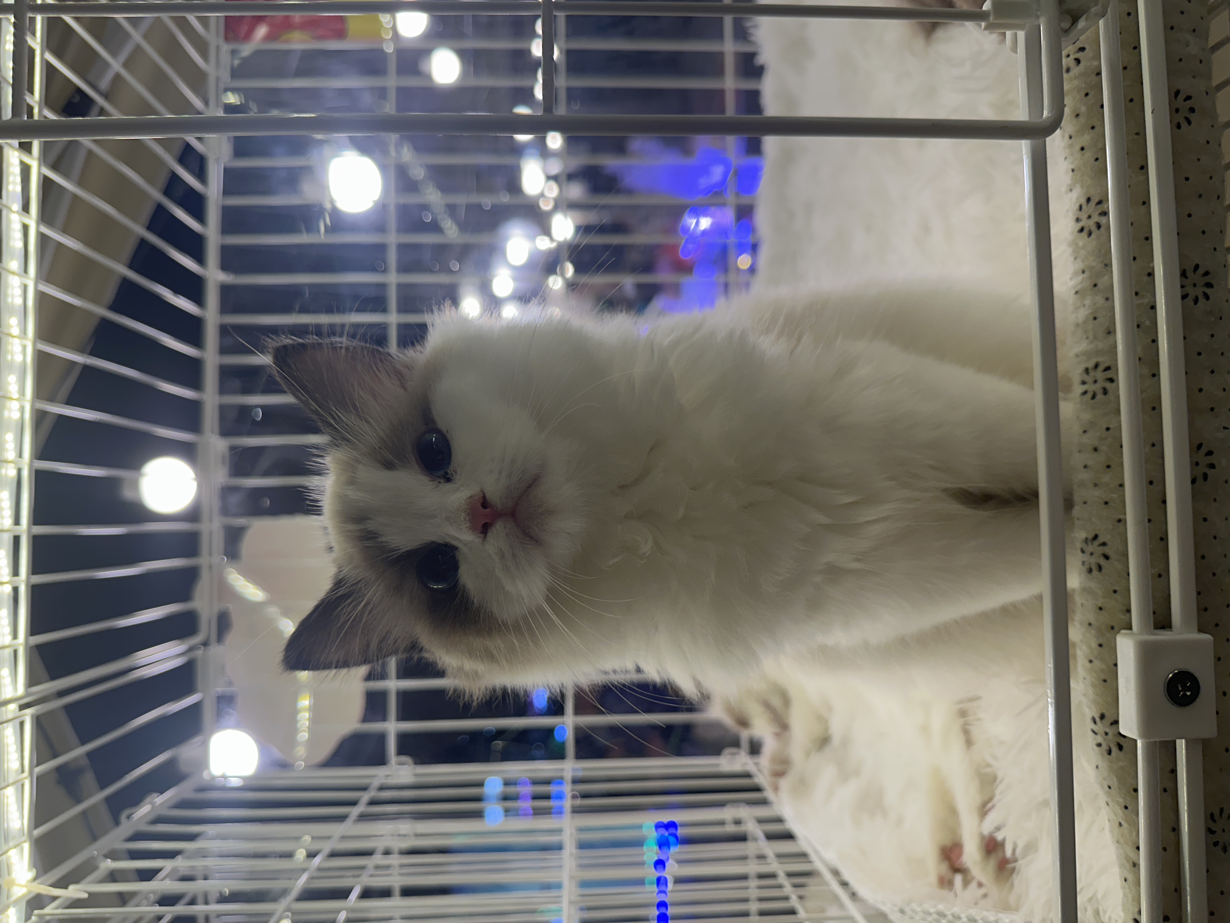 Ragdoll(布偶猫) Cat