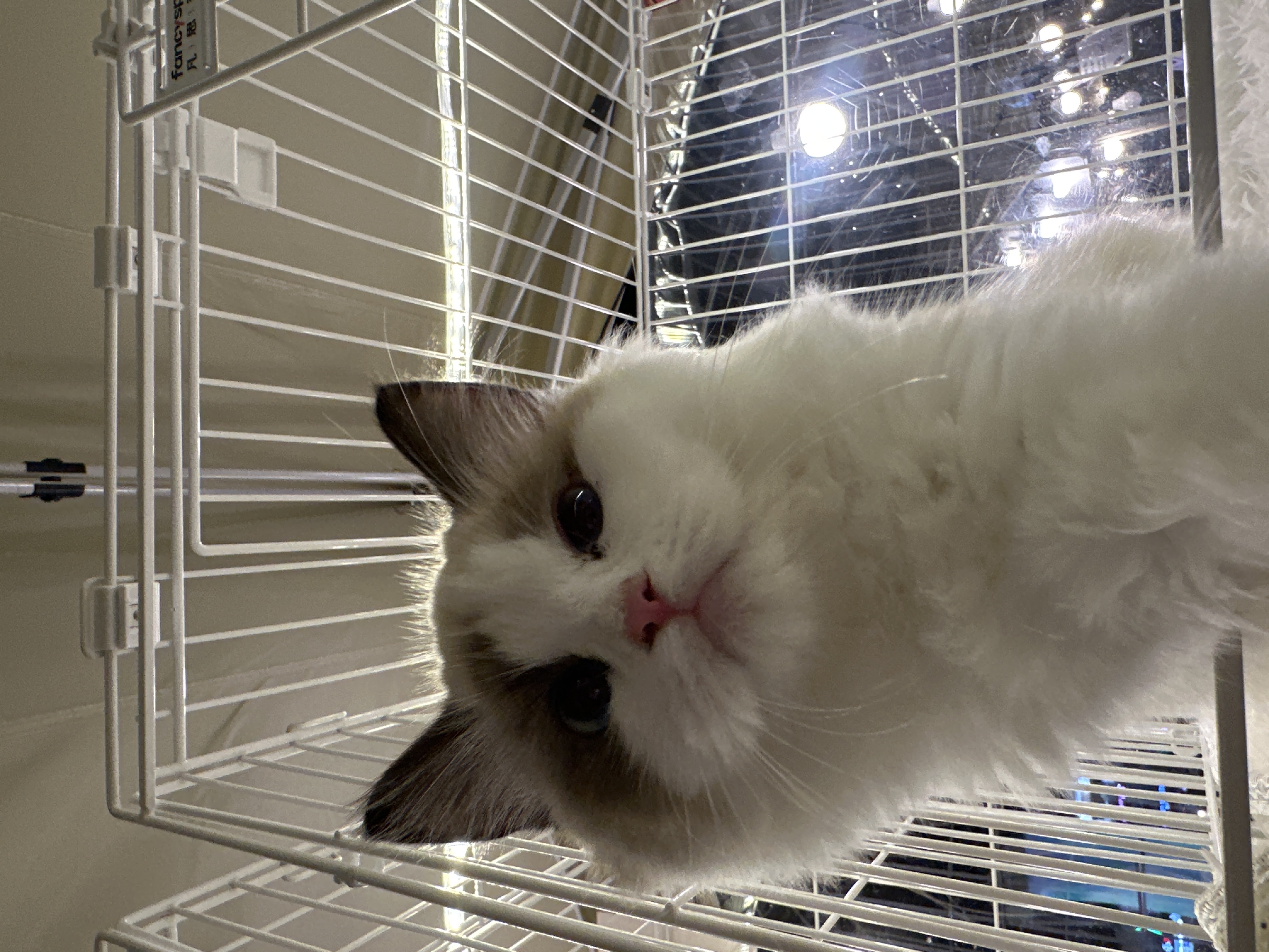 Ragdoll（布偶猫） Cat 2