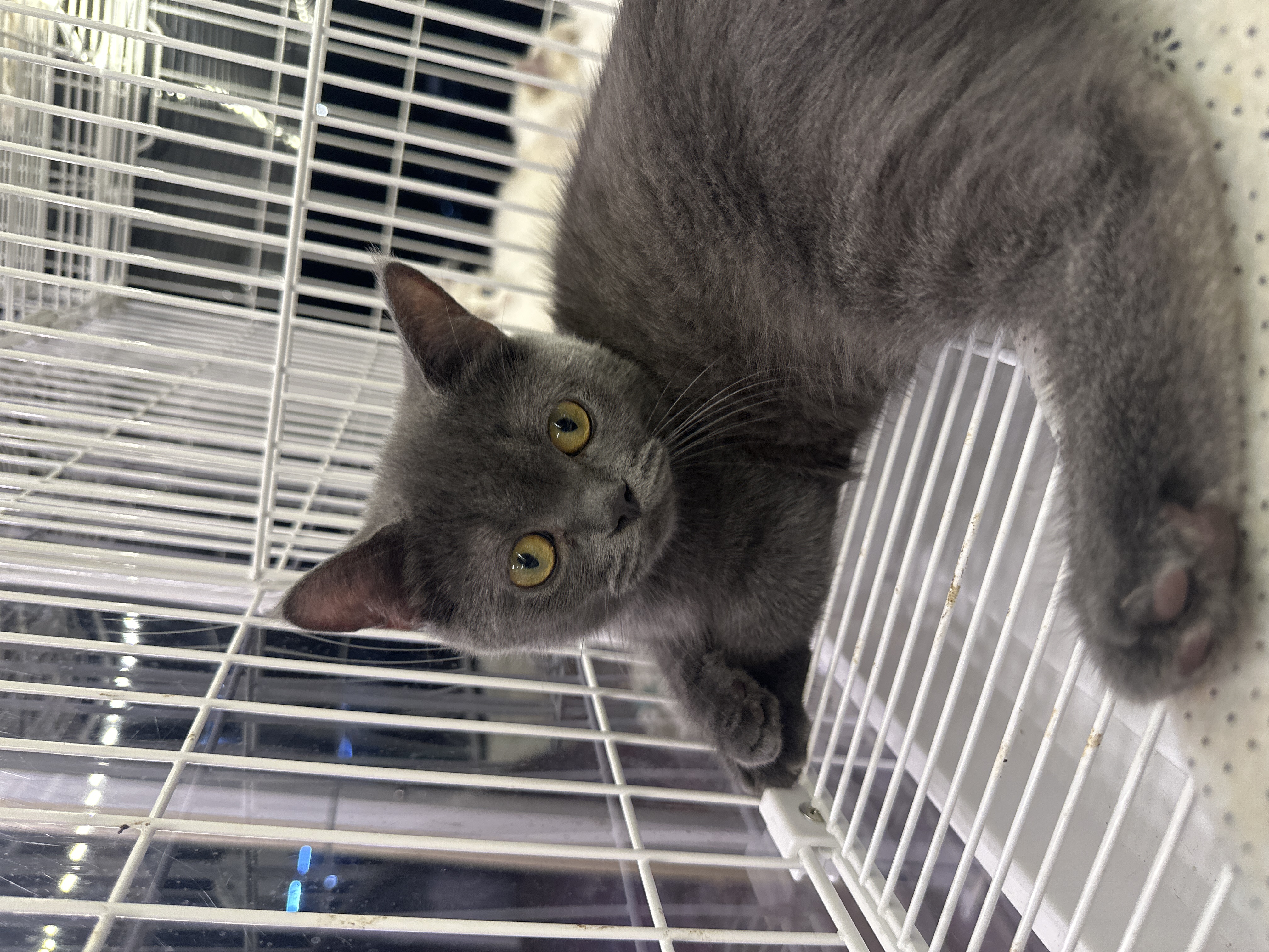 Munchkin Napoleon（曼基康拿破仑猫） Cat 2