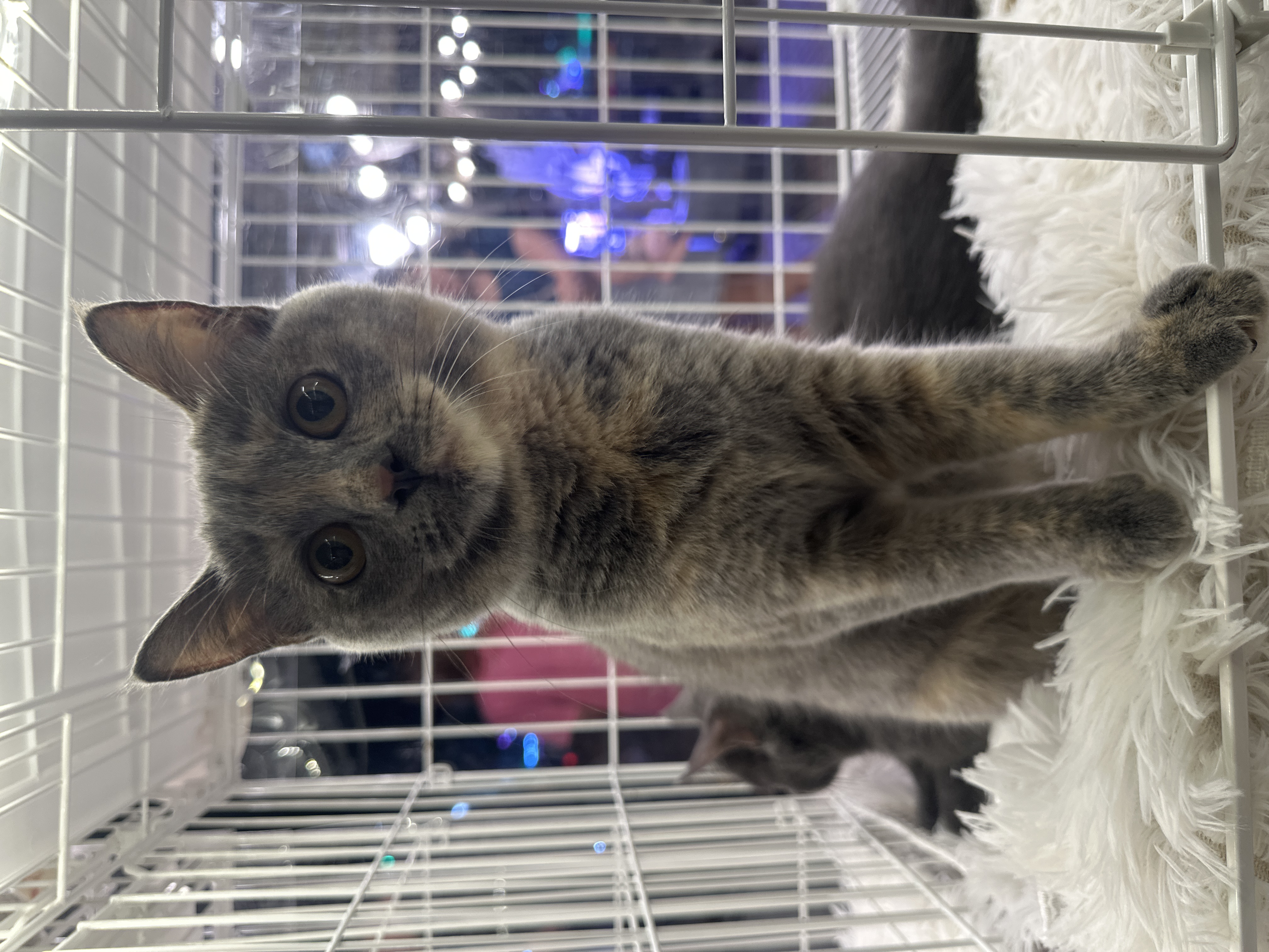 British Shorthair(英国短毛猫) Cat