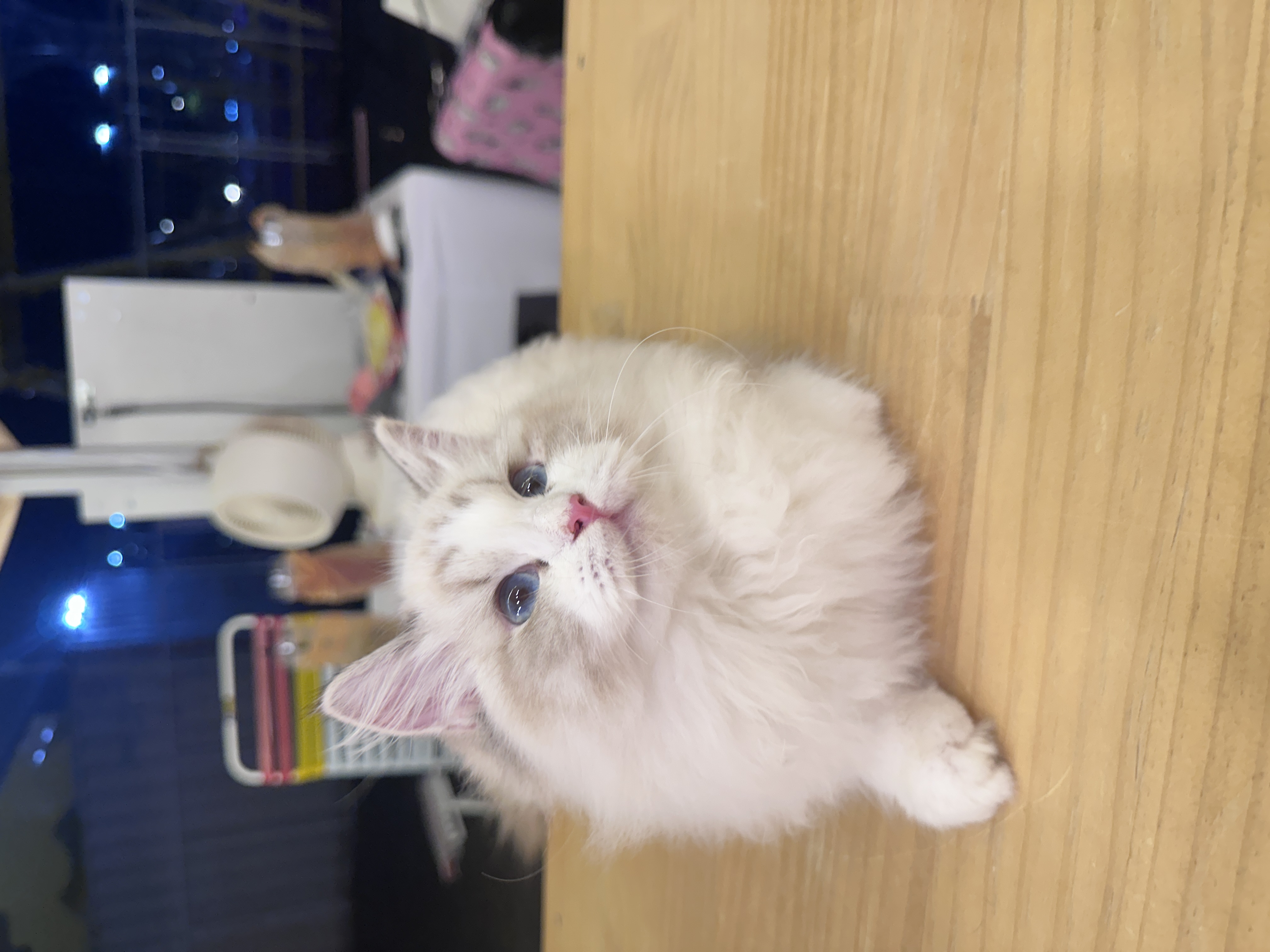 Ragdoll（布偶猫） Cat 2