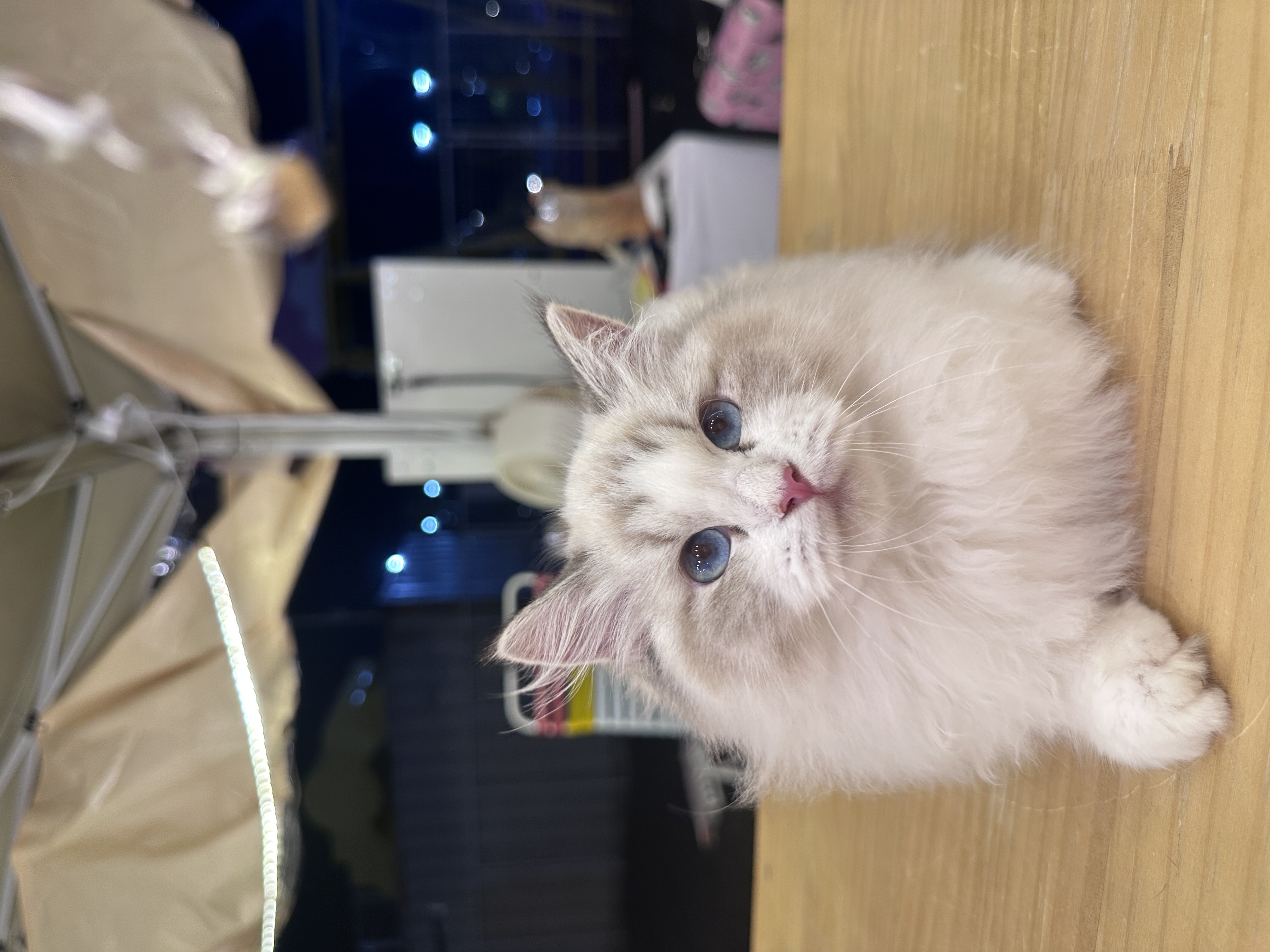 Ragdoll(布偶猫) Cat