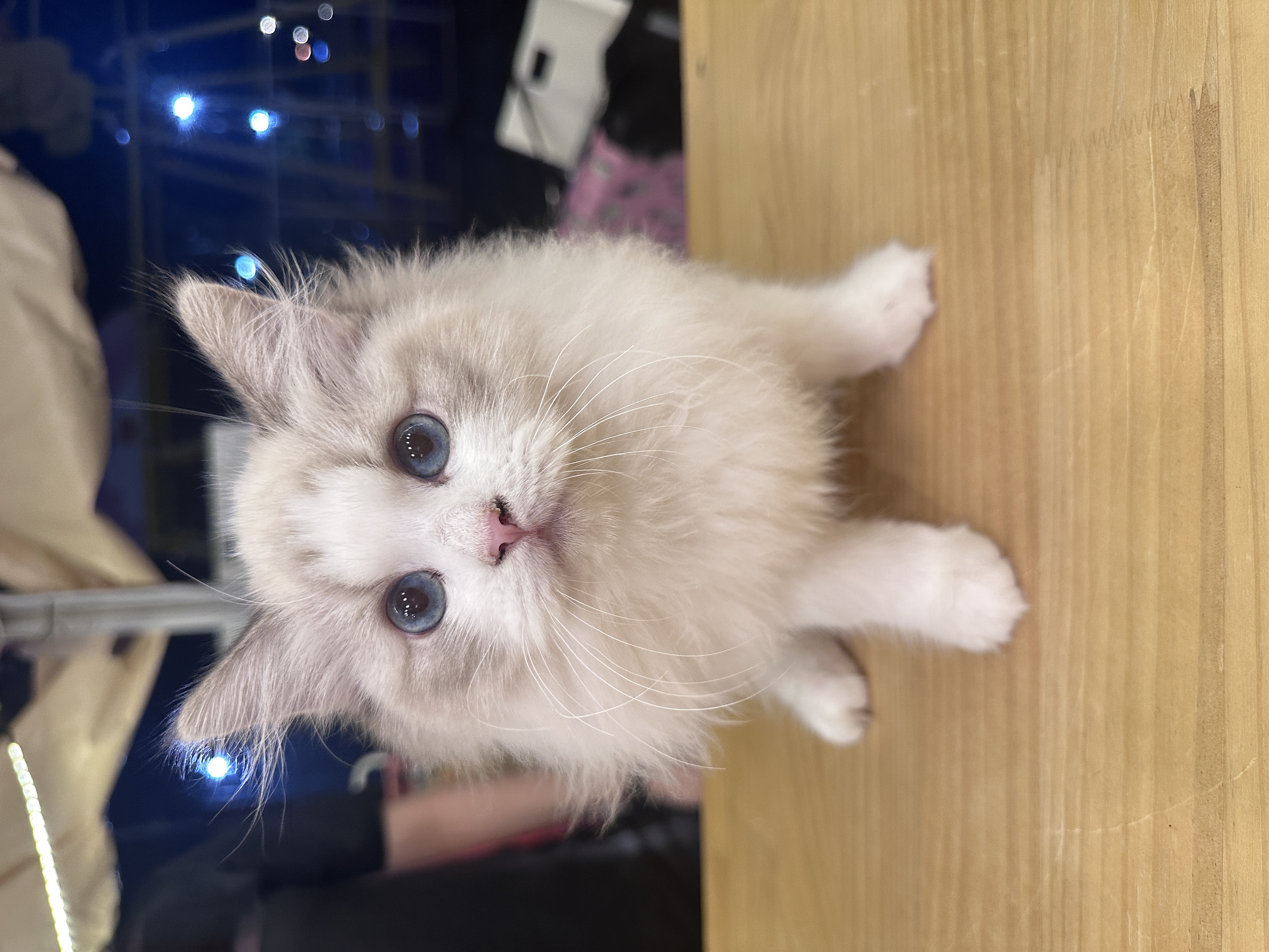 Ragdoll(布偶猫) Cat