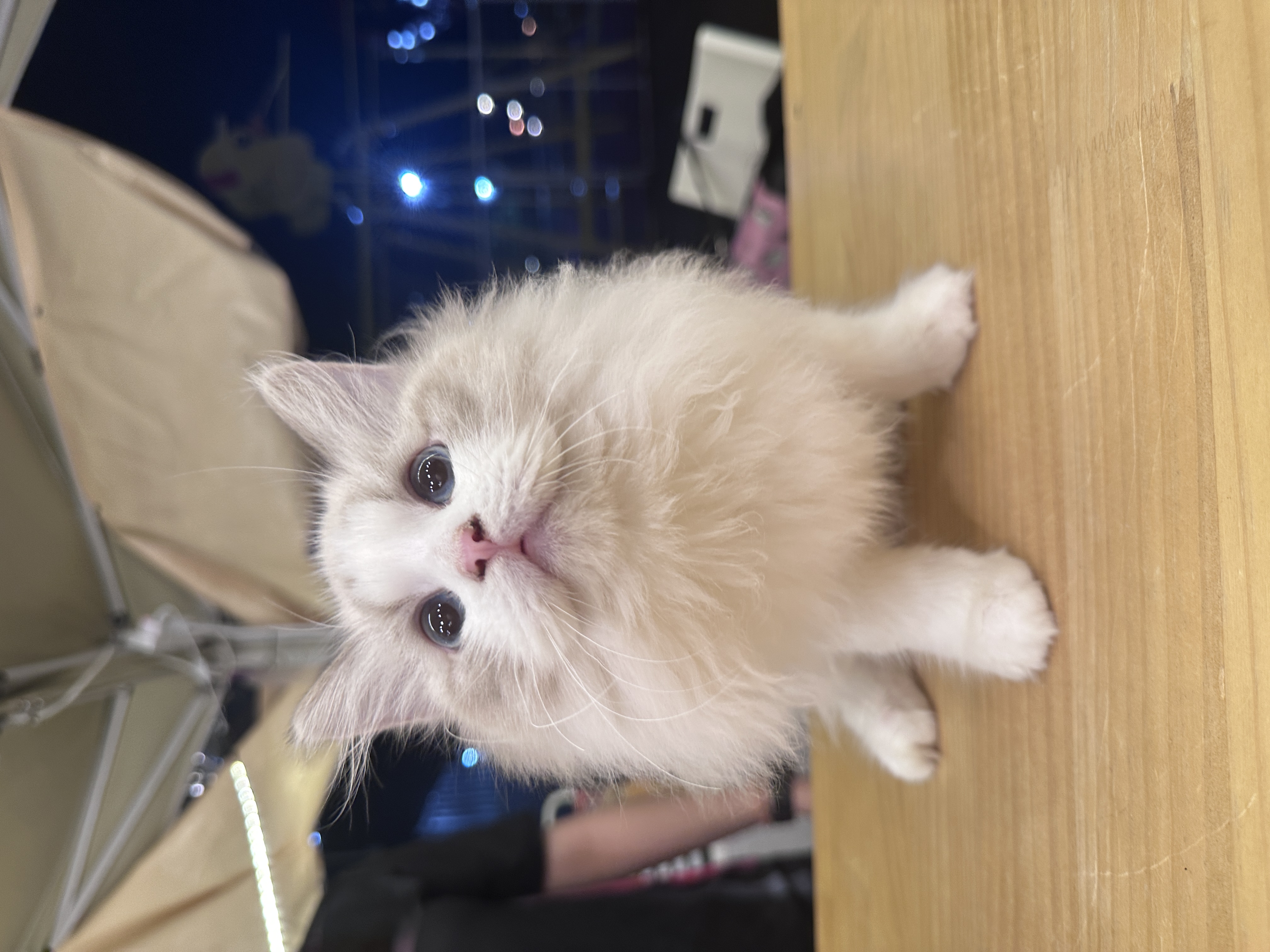 Ragdoll（布偶猫） Cat 2