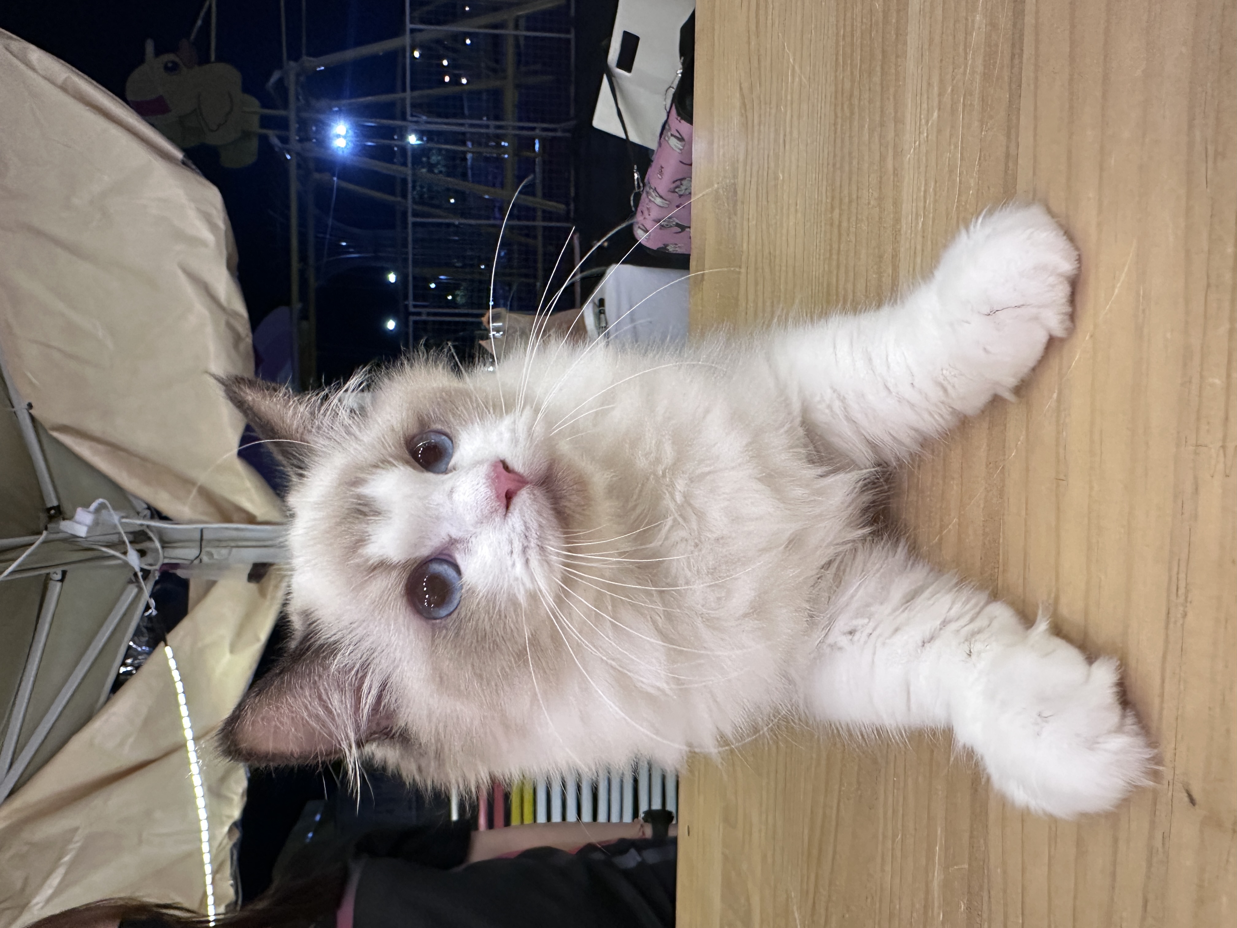 Ragdoll(布偶猫) Cat