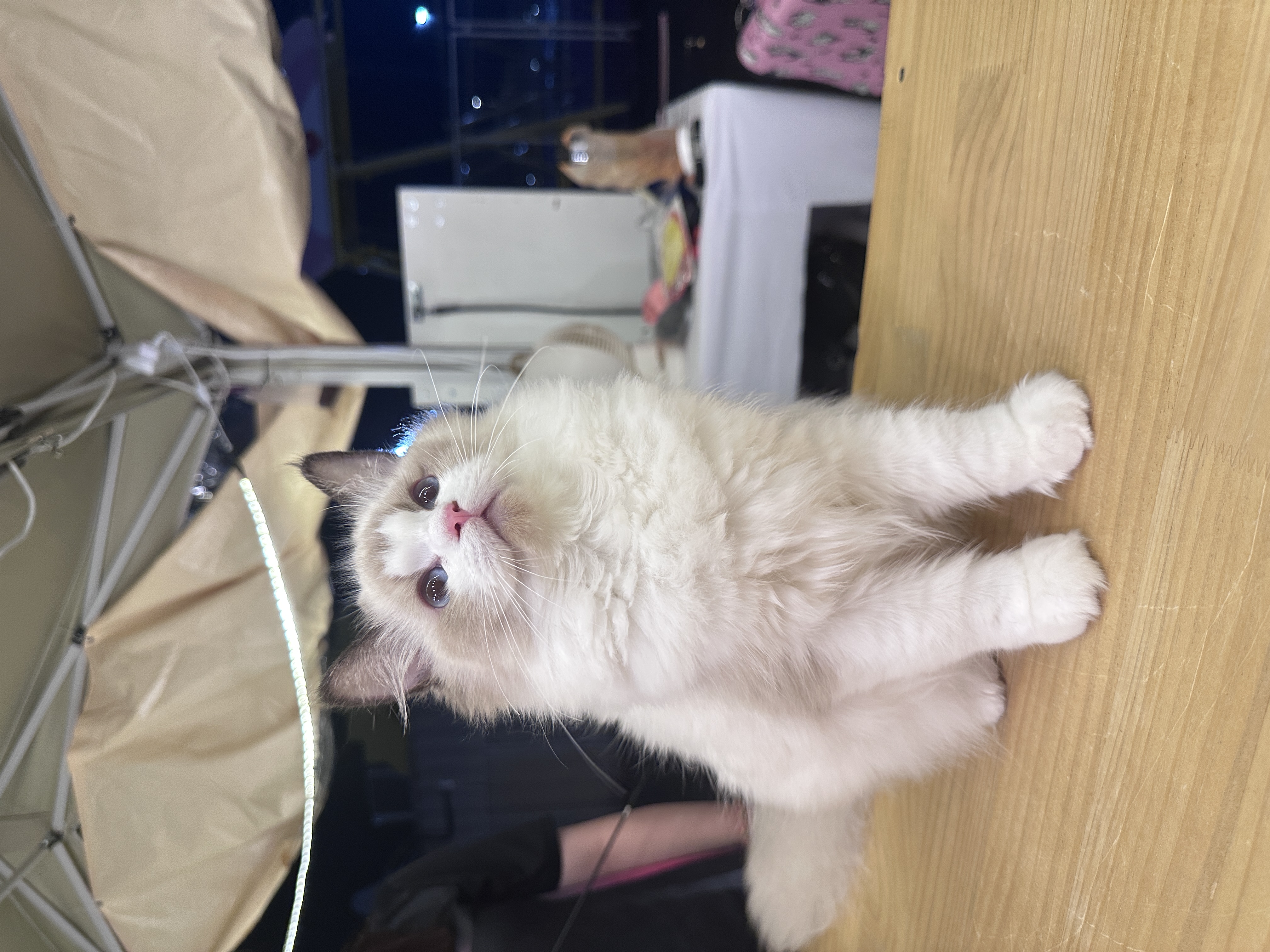 Ragdoll（布偶猫） Cat 2