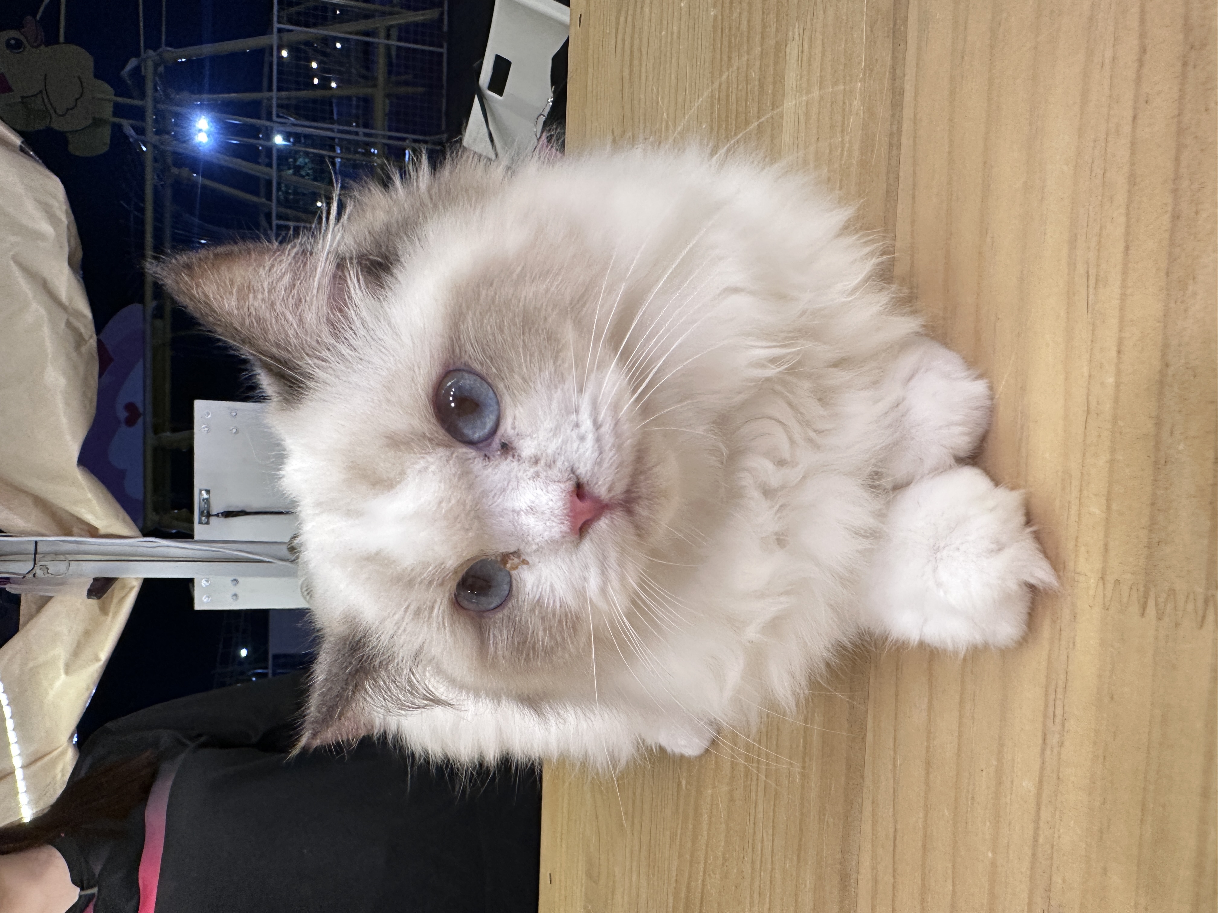 Ragdoll（布偶猫） Cat 3