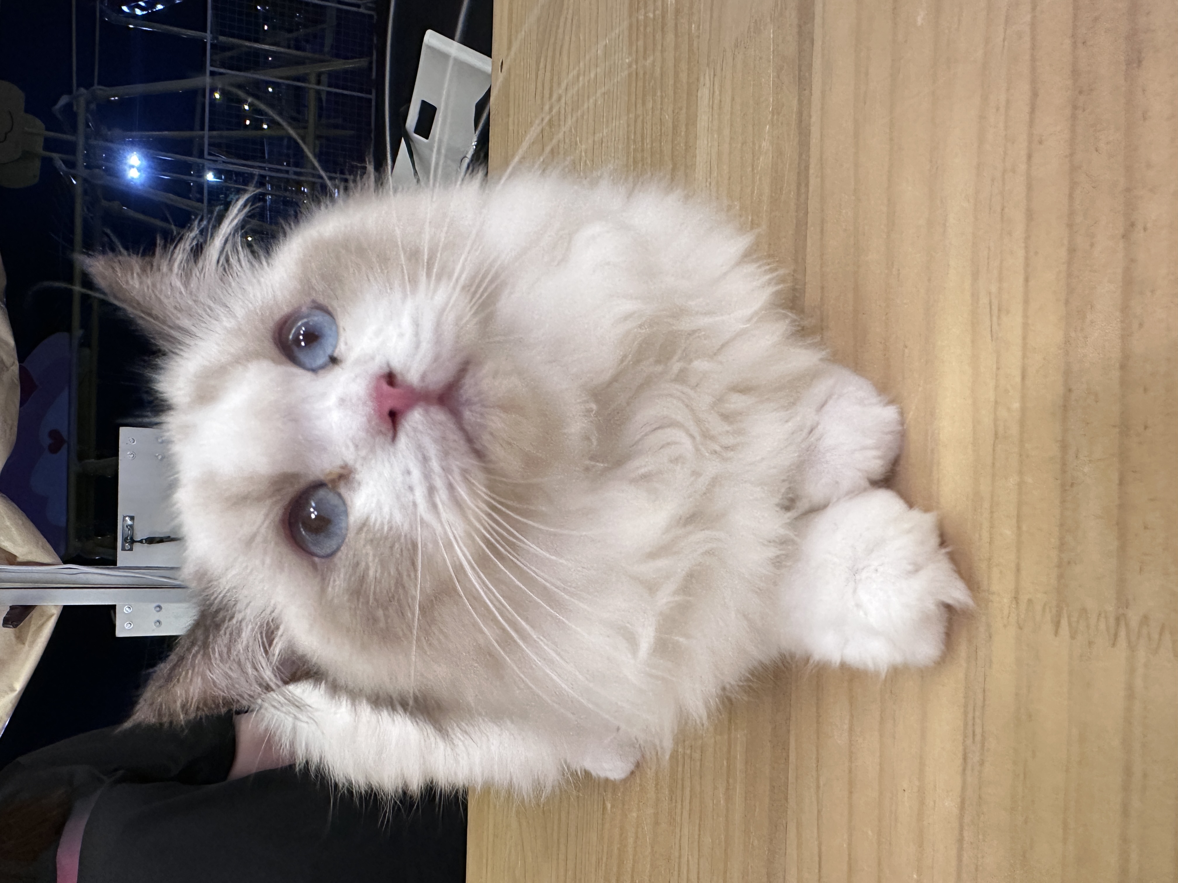 Ragdoll(布偶猫) Cat