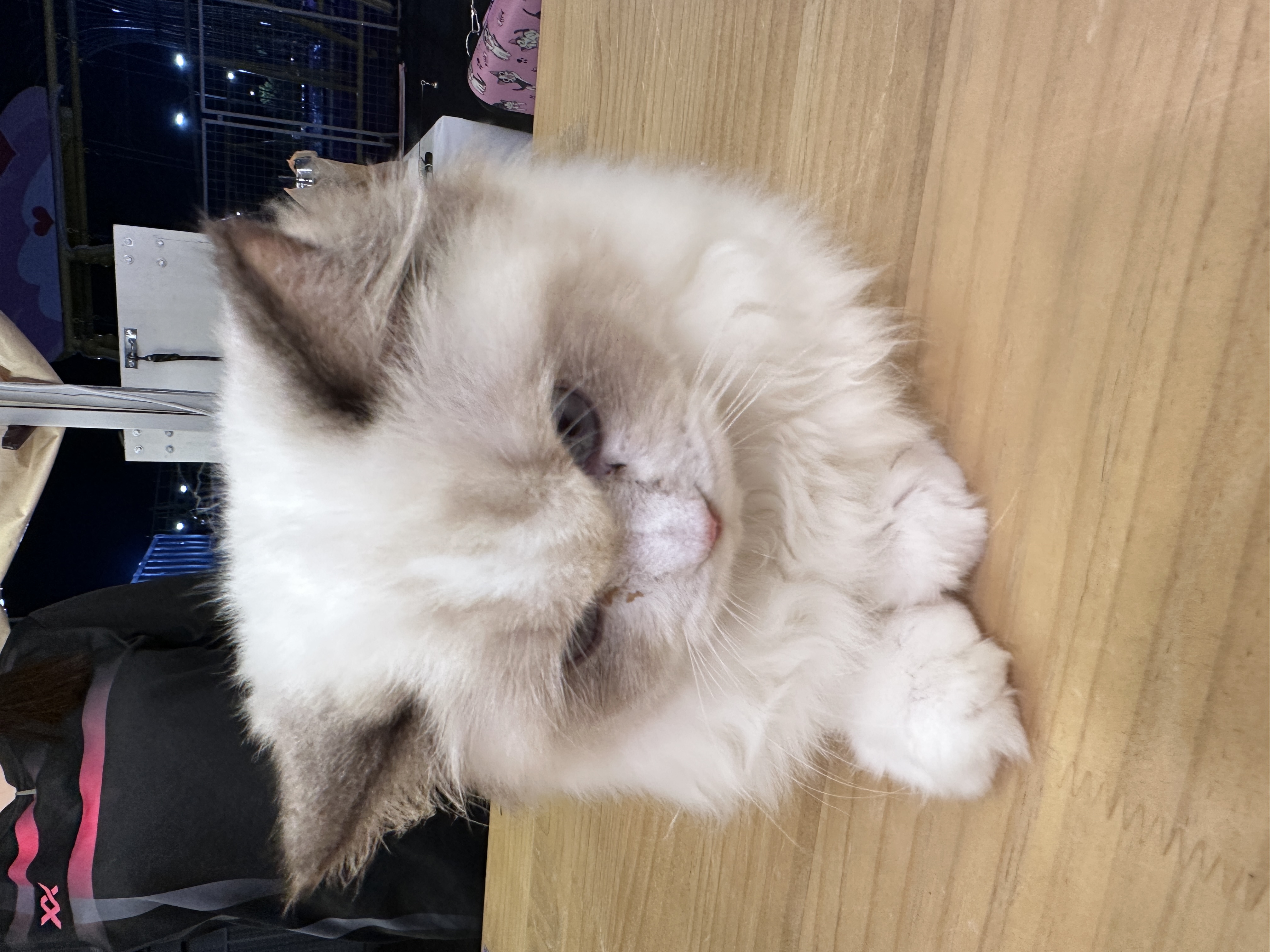 Ragdoll（布偶猫） Cat 2