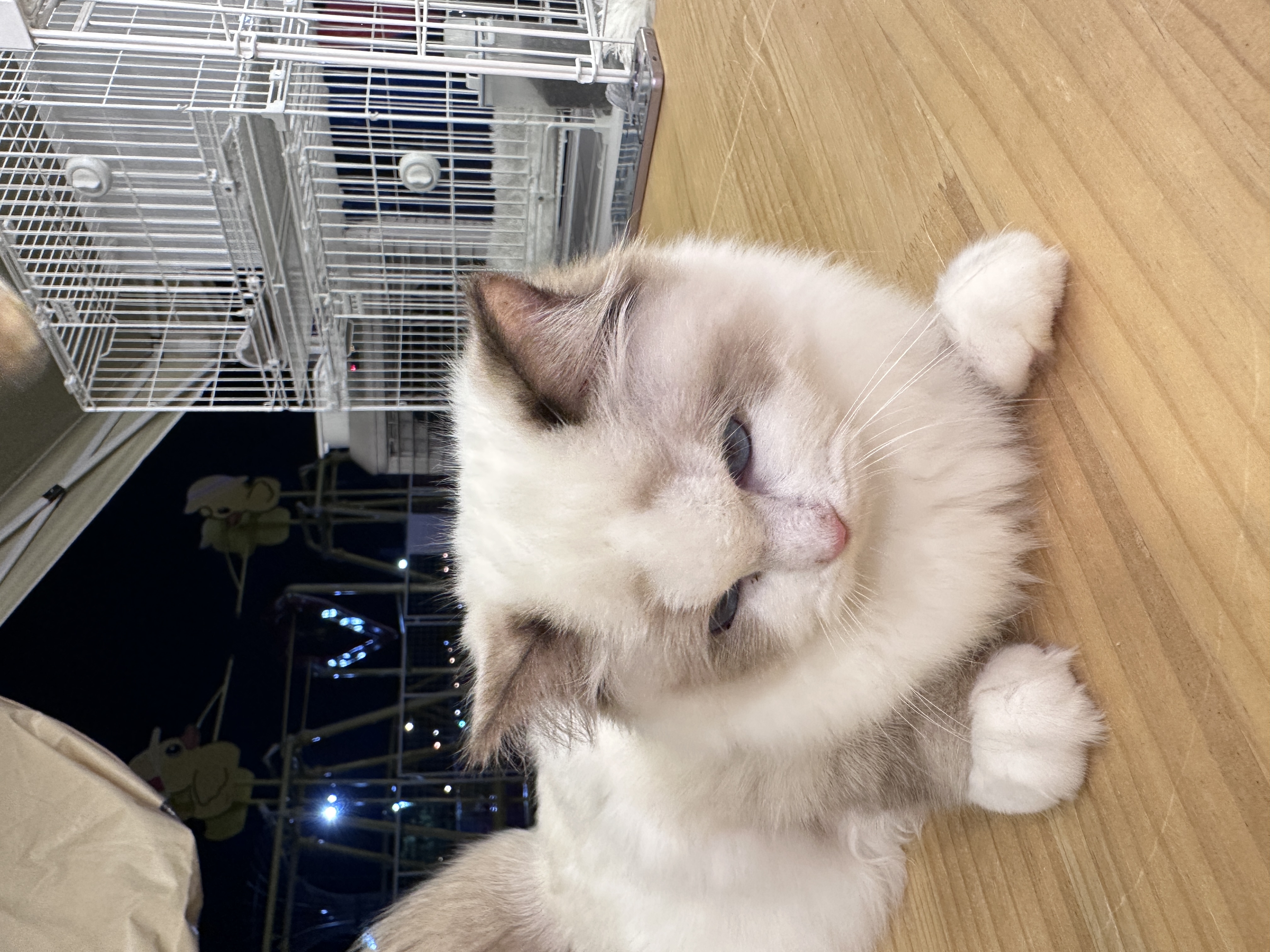 Ragdoll（布偶猫） Cat 4