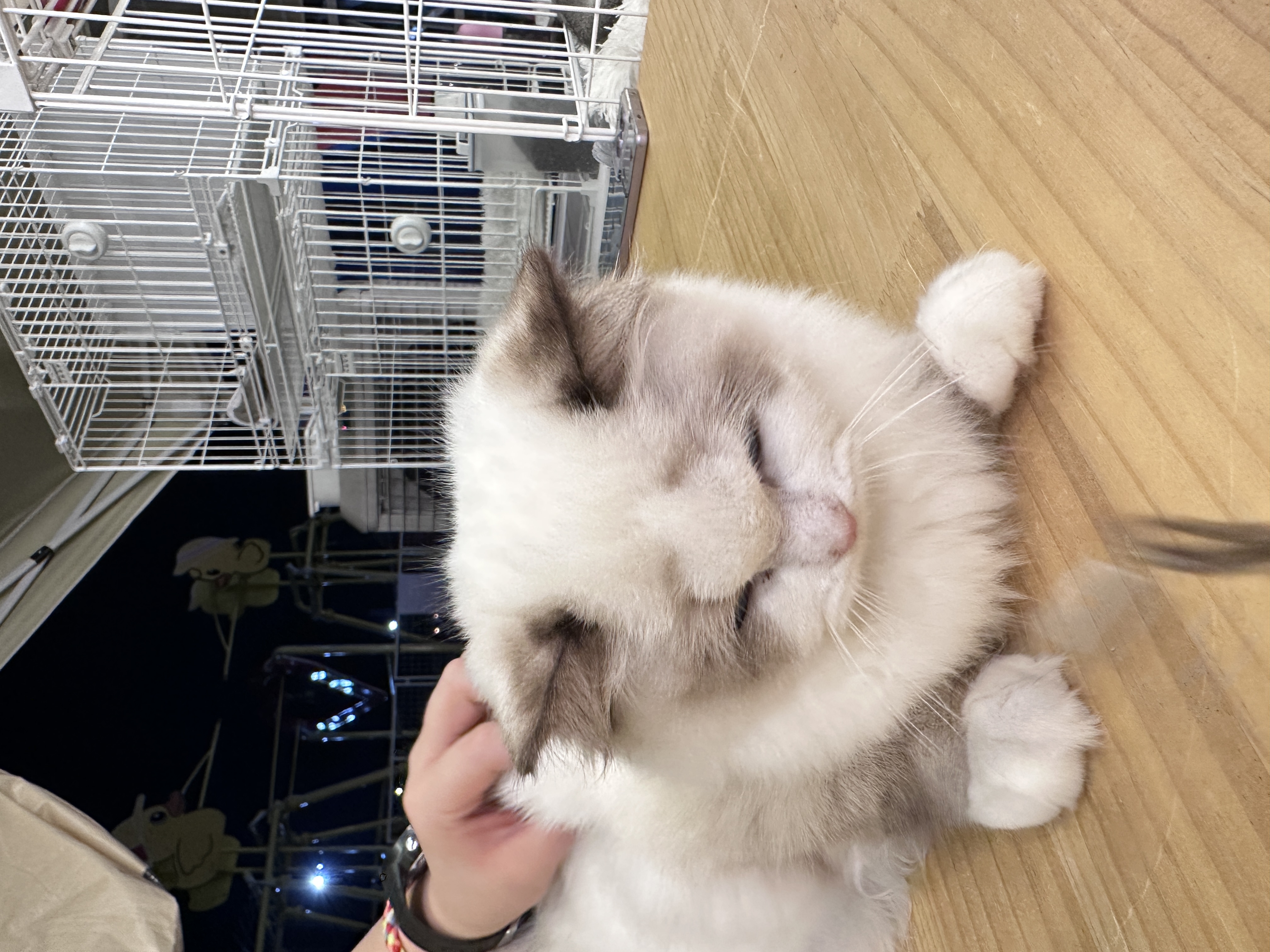 Ragdoll（布偶猫） Cat 5