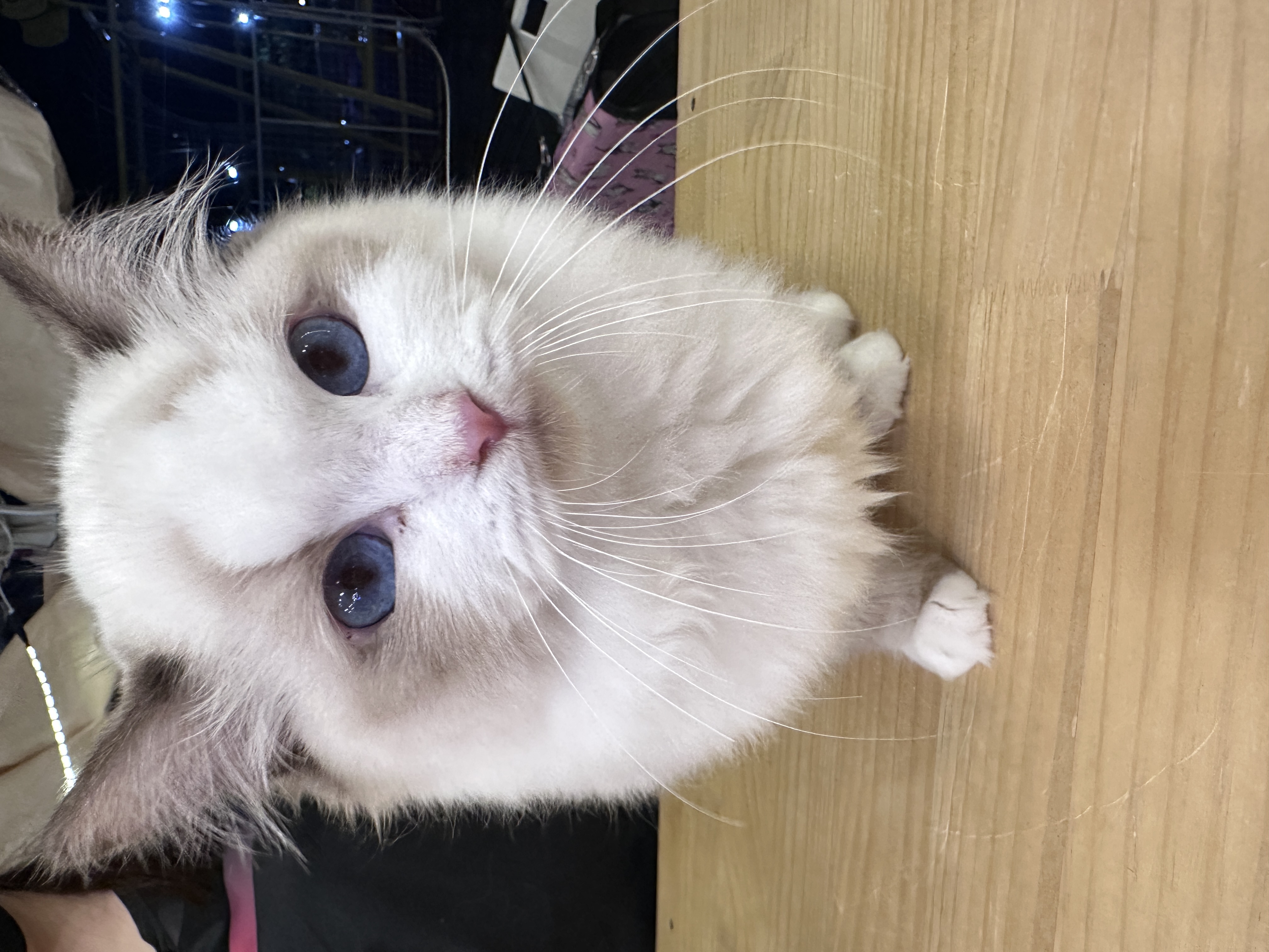 Ragdoll（布偶猫） Cat 3